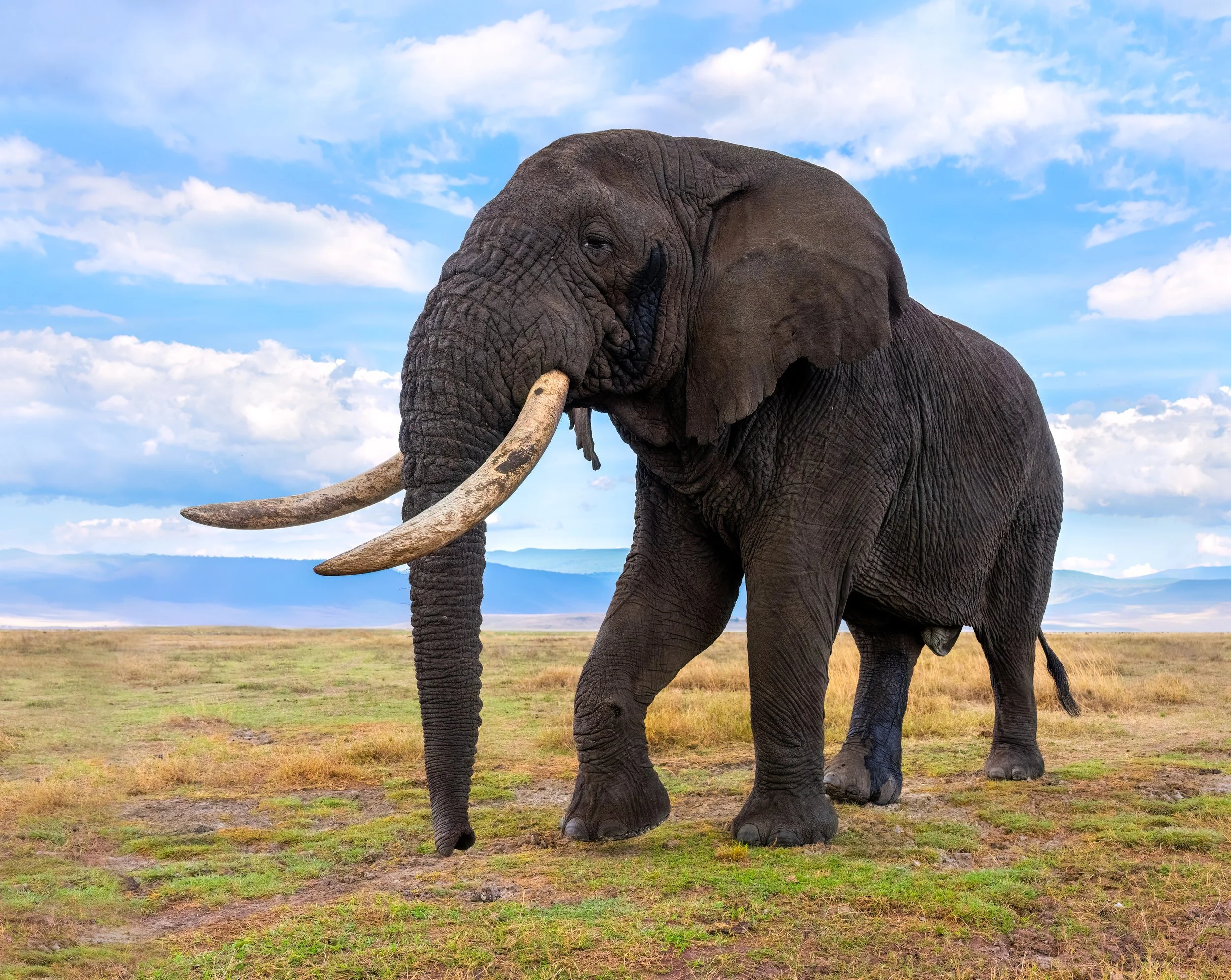 African Elephant