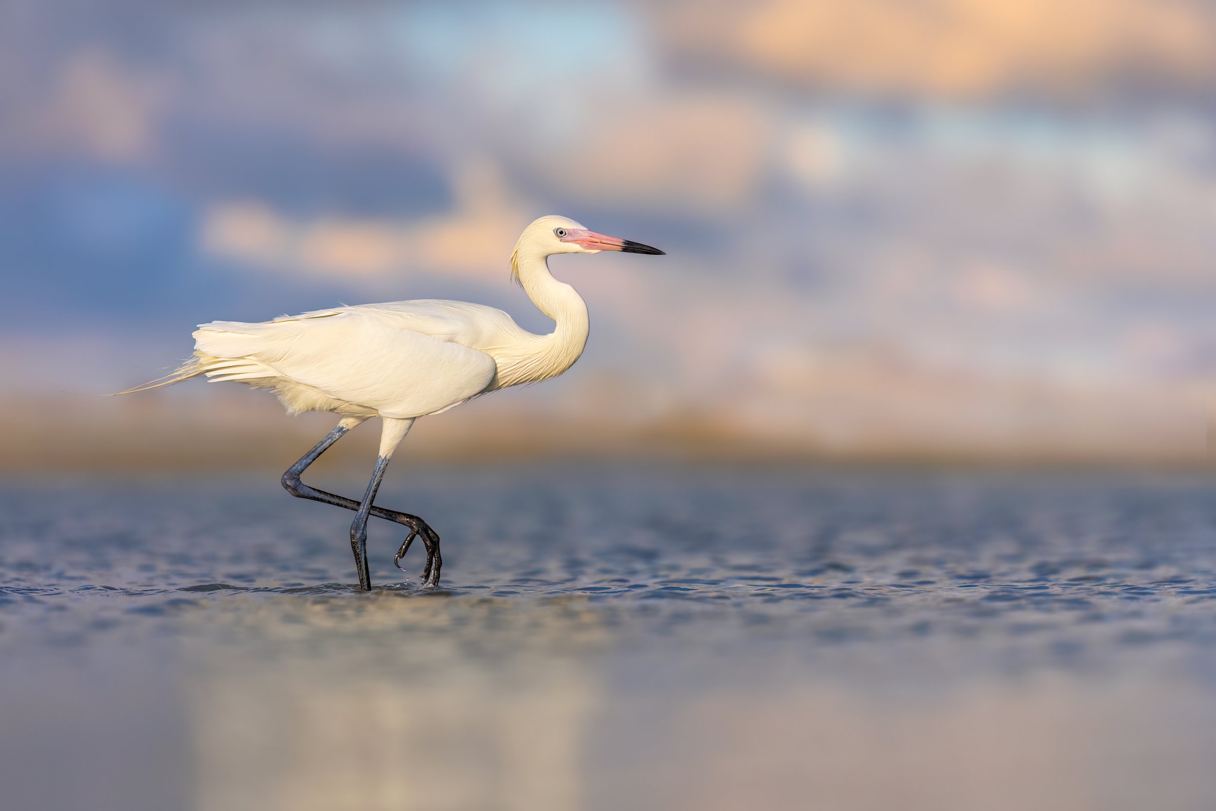 Reddish Egret