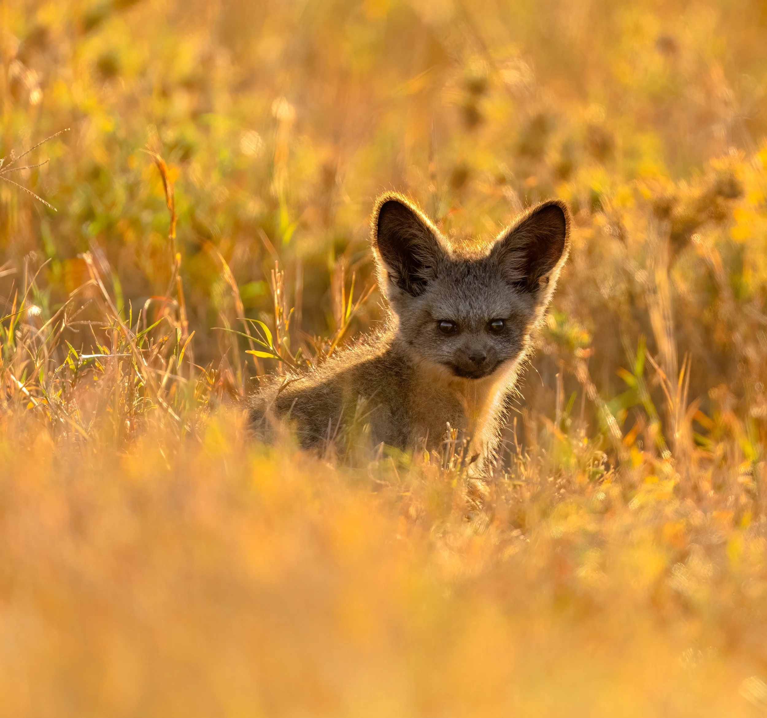 Bat-eared Fox