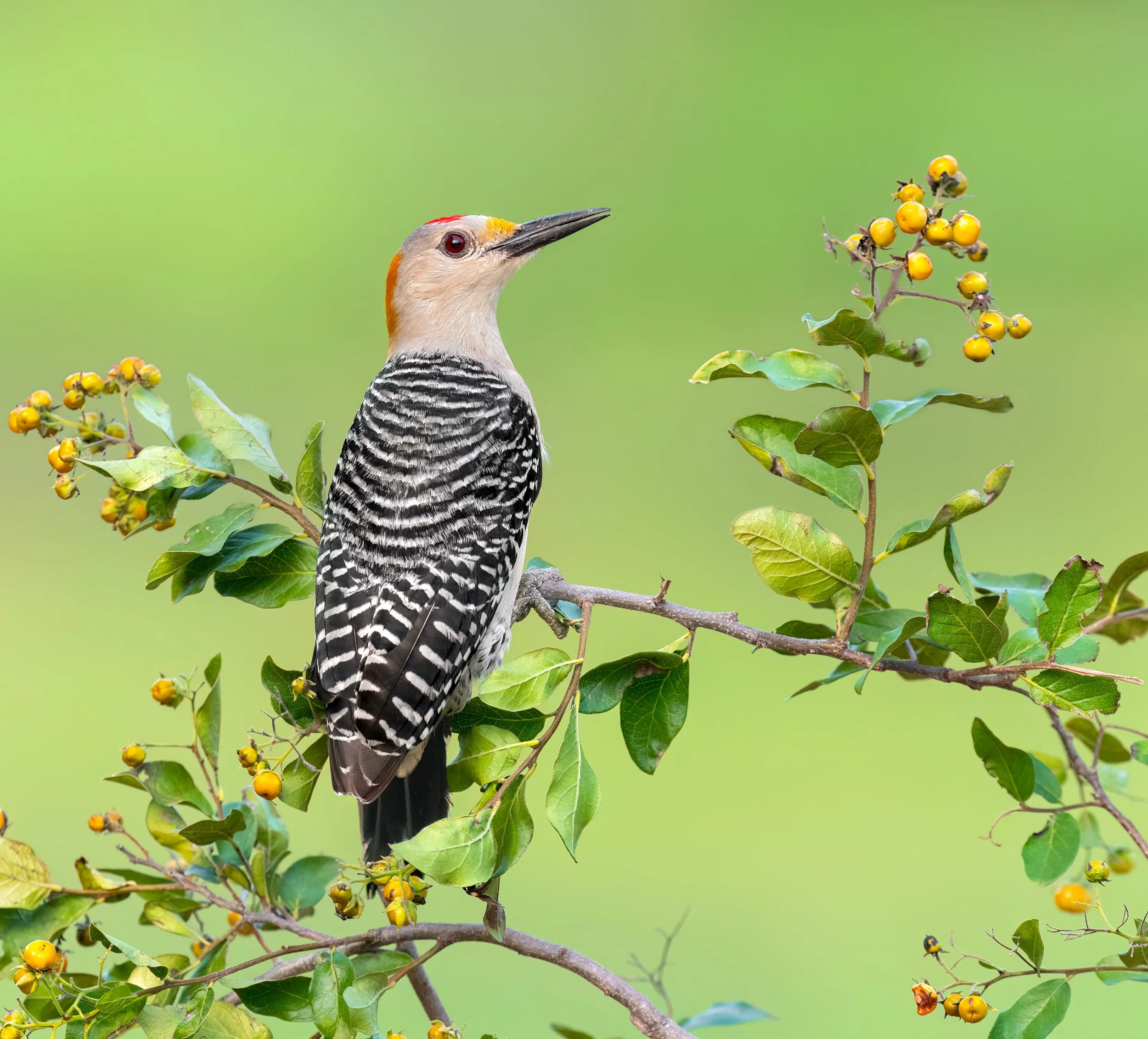 Golden-fronted Woodpecker