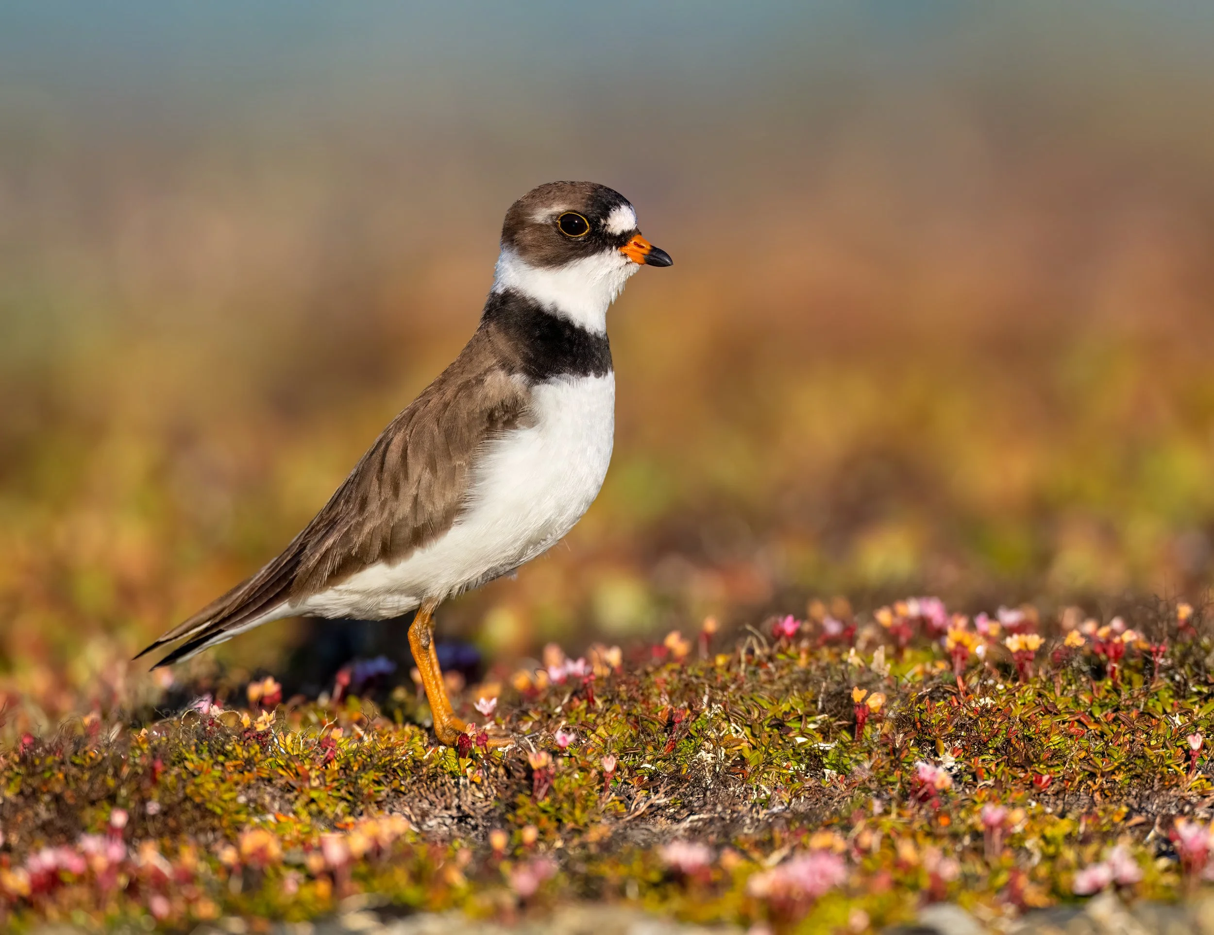 Semi-palmated Plover