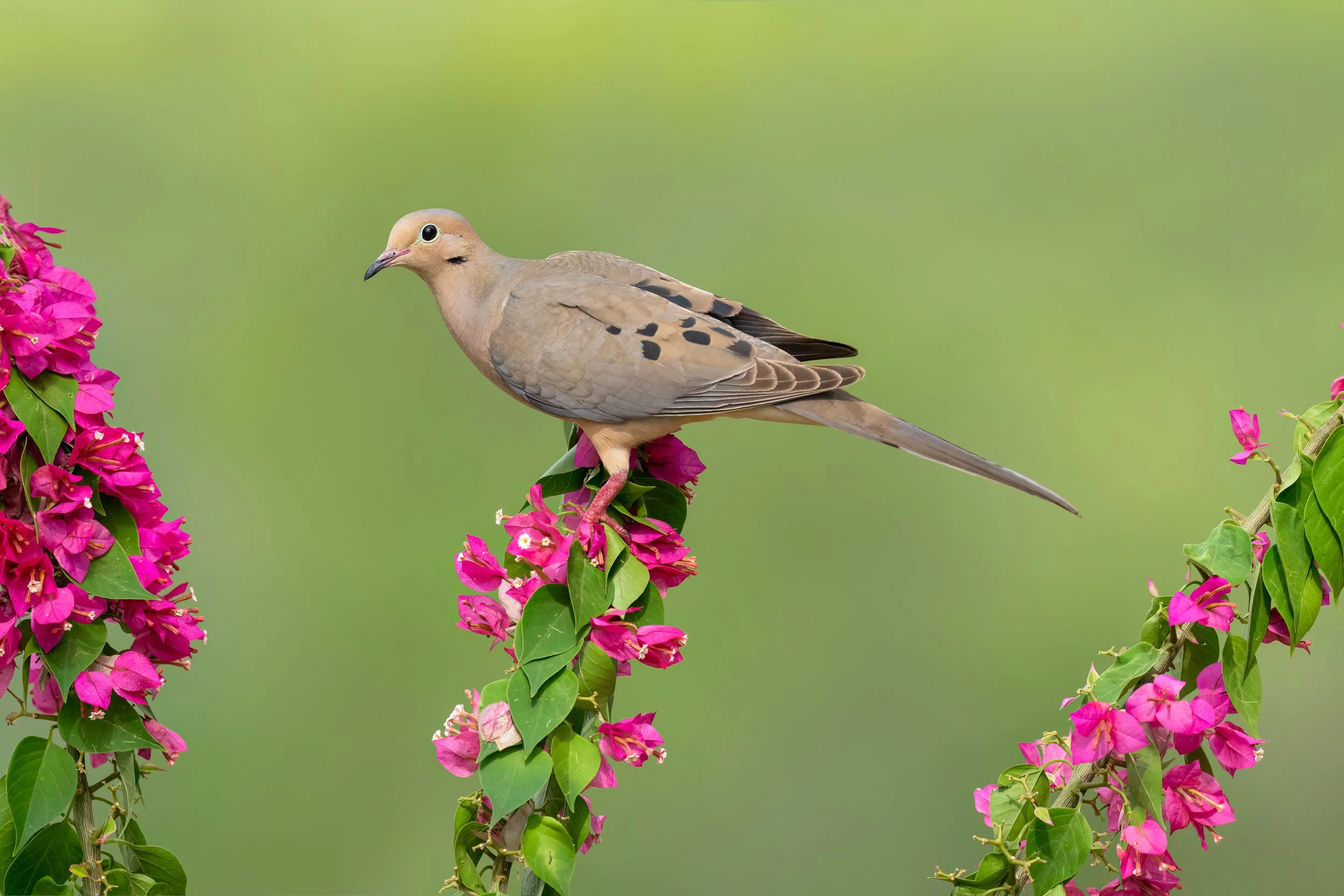 Mourning Dove