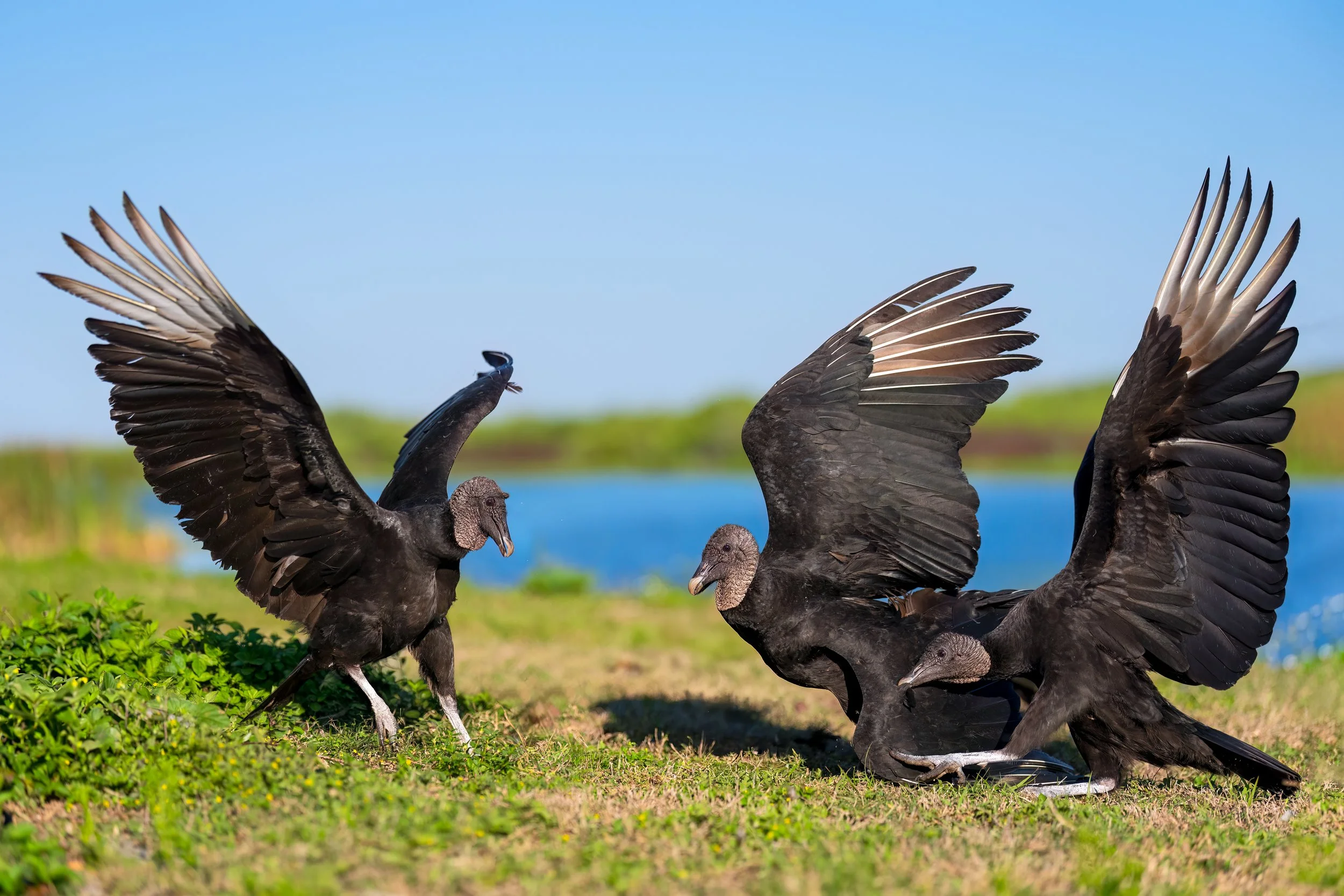 Black Vulture