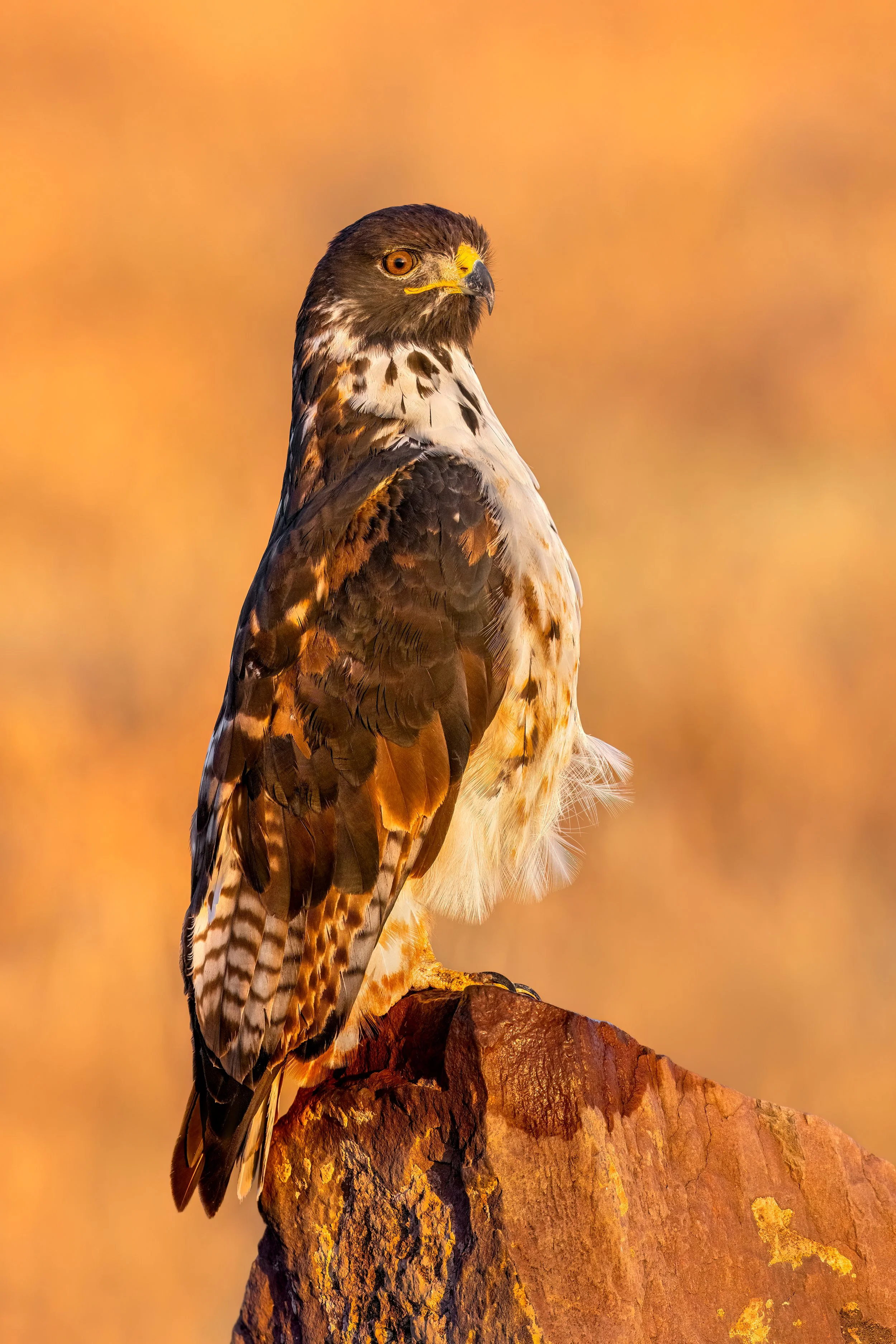 Augur Buzzard