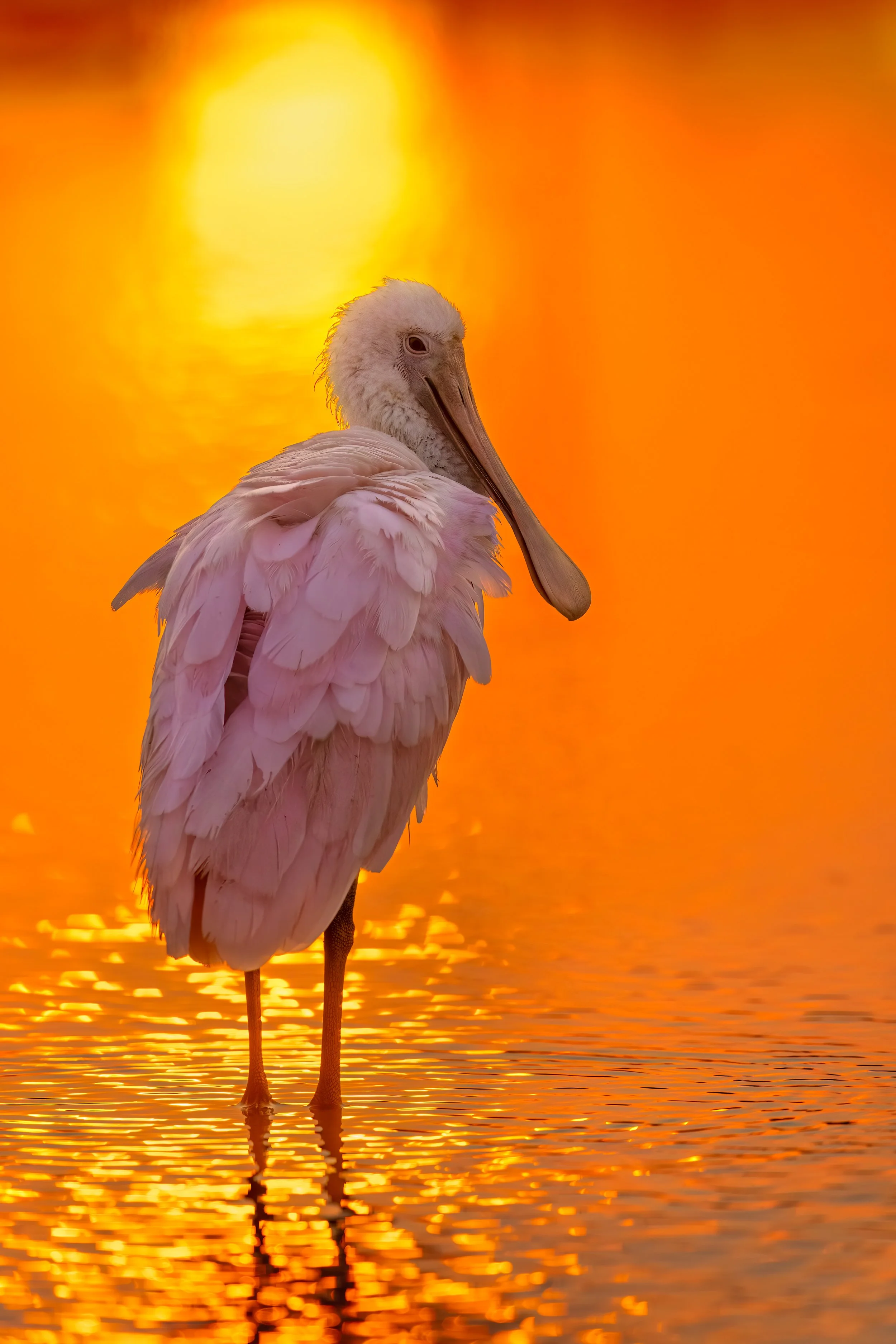 Roseate Spoonbill