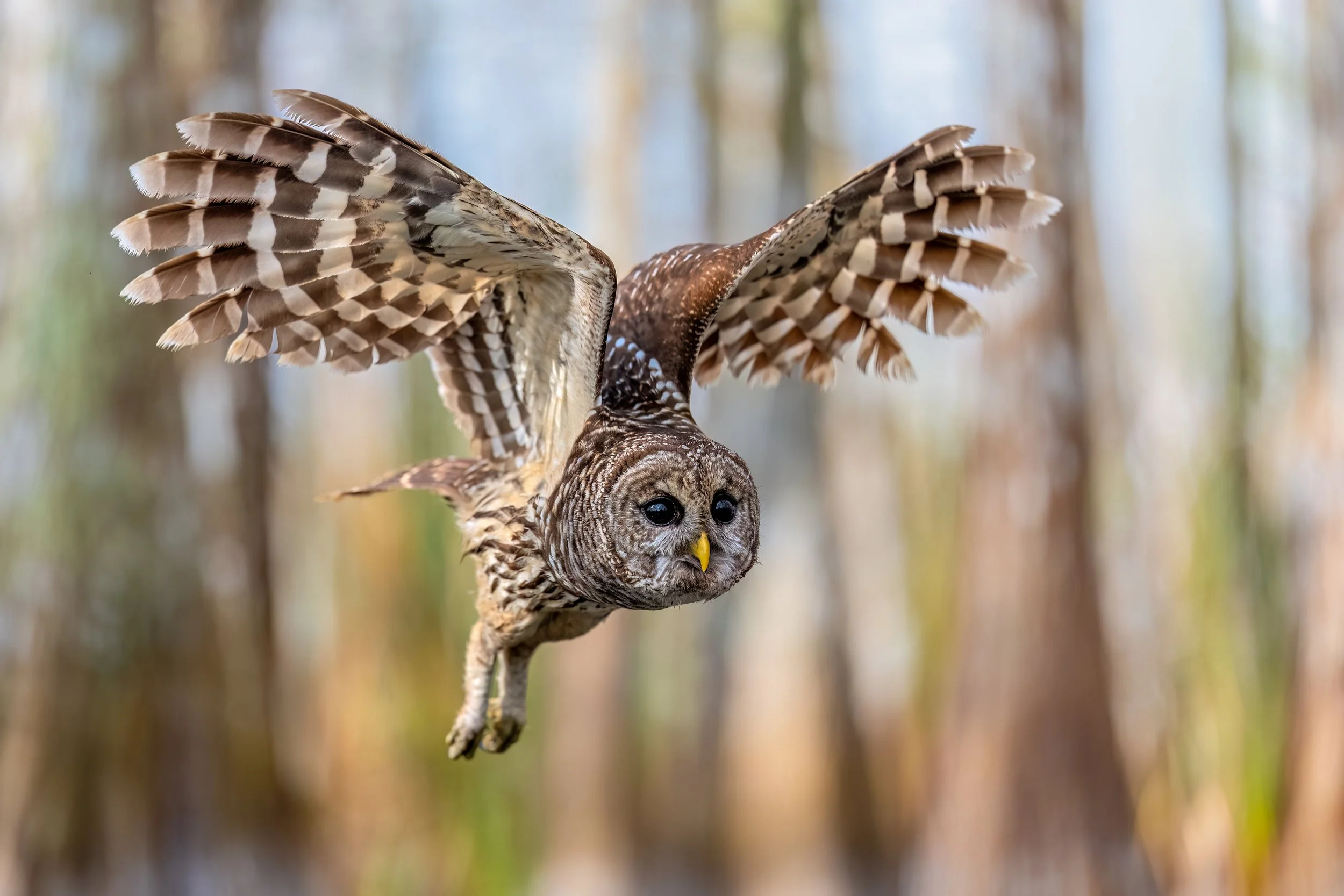 Barred Owl