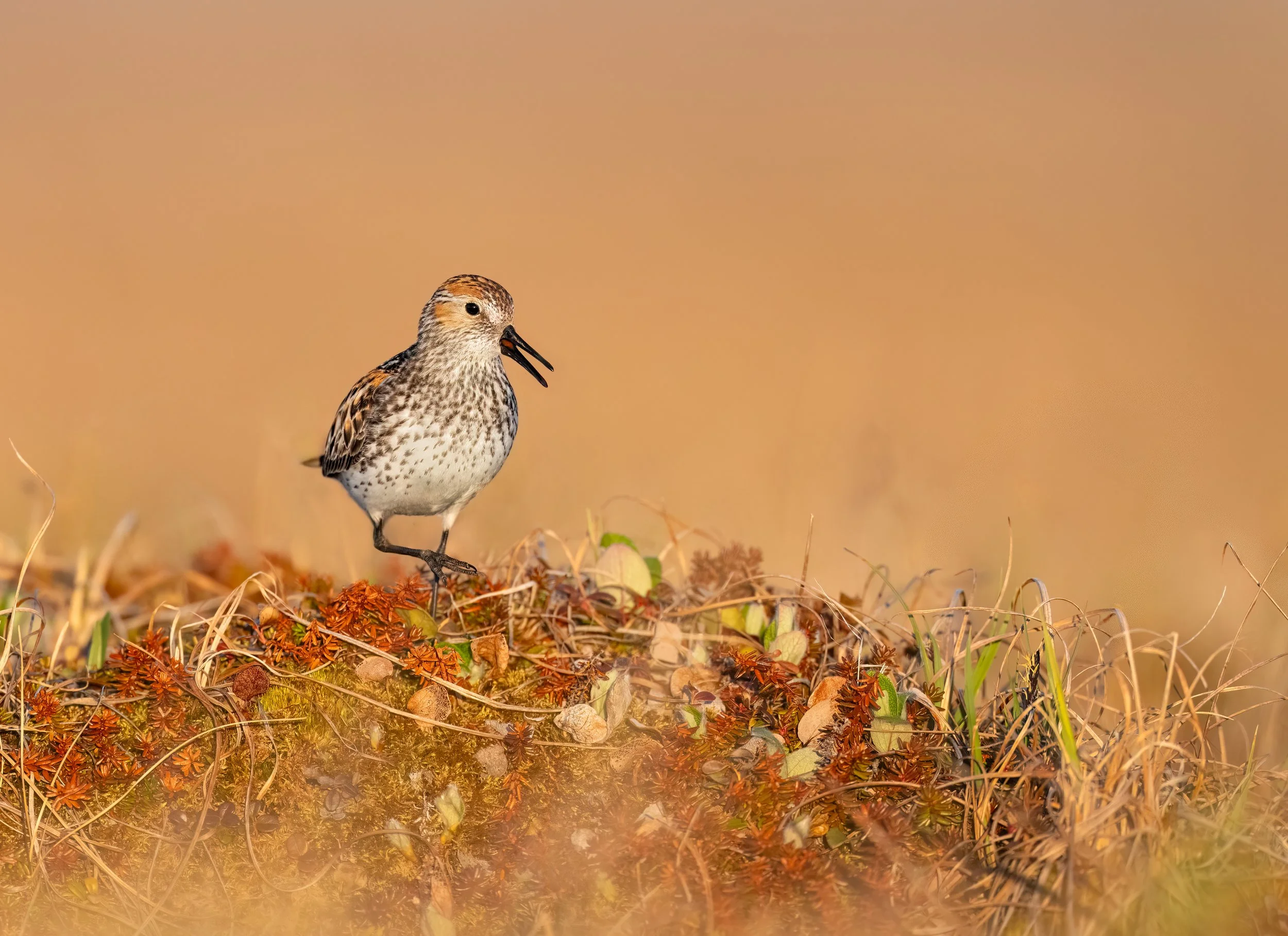 Western Sandpiper