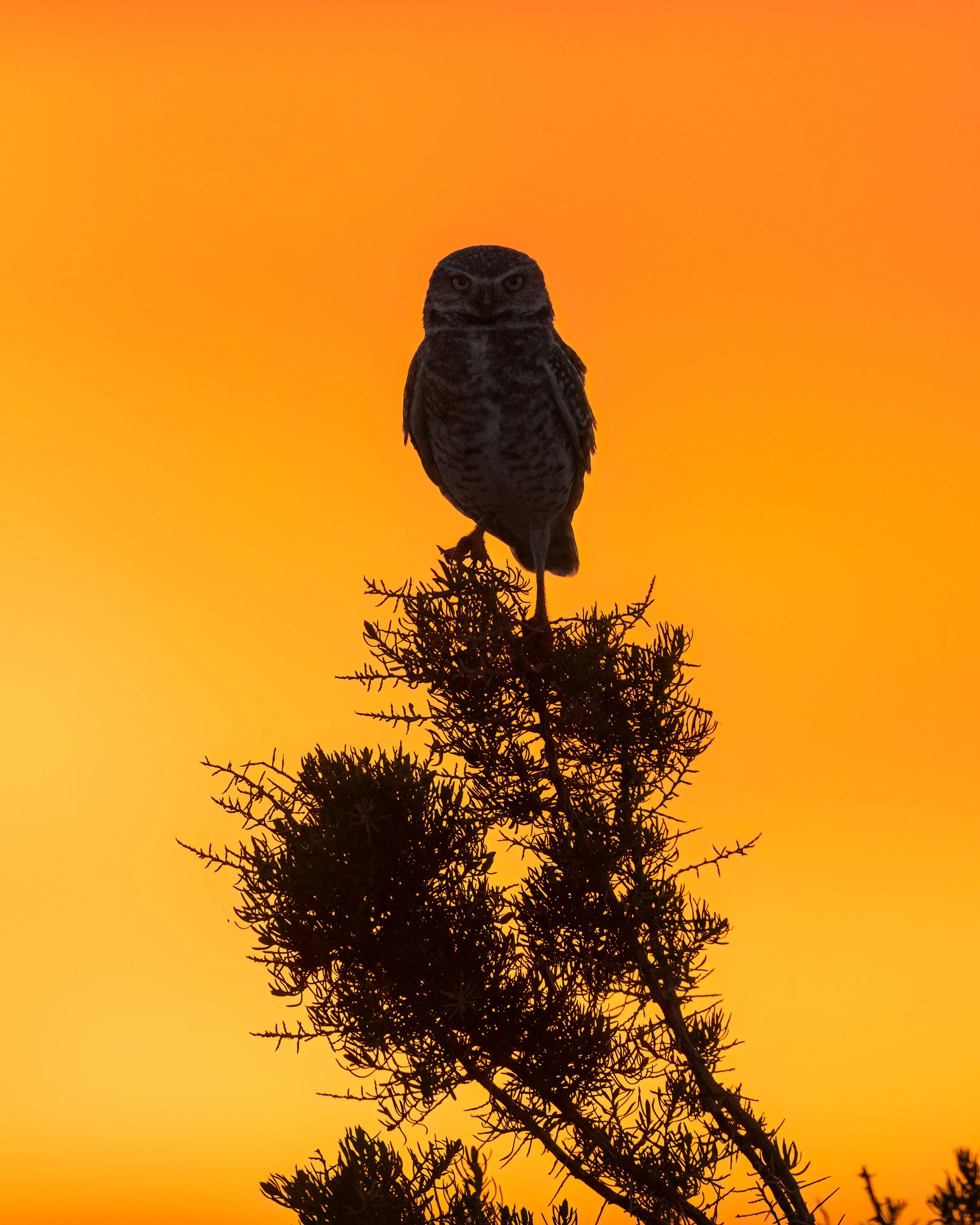 Burrowing Owl