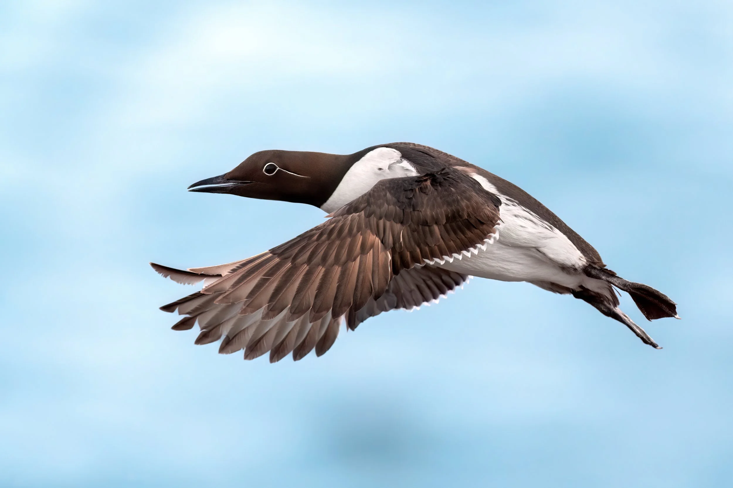Common Murre