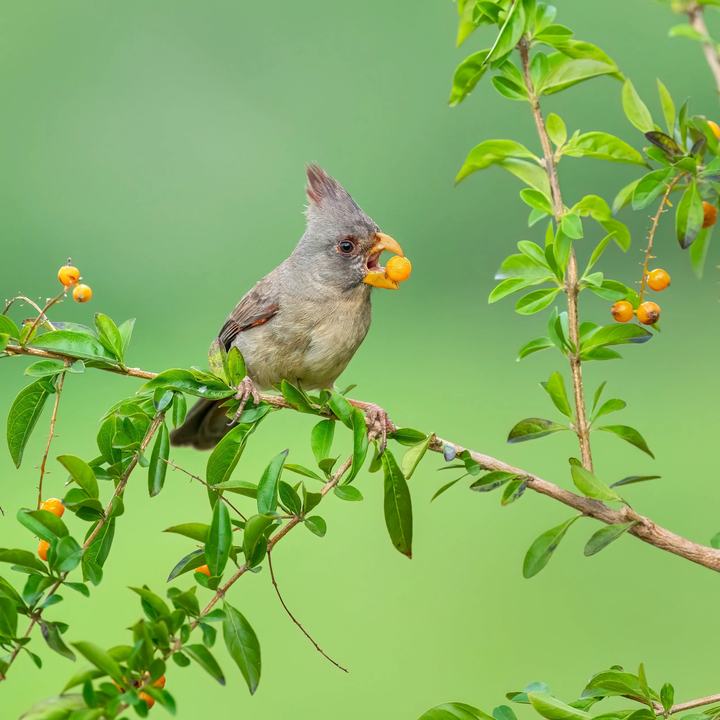 Pyrrhuloxia