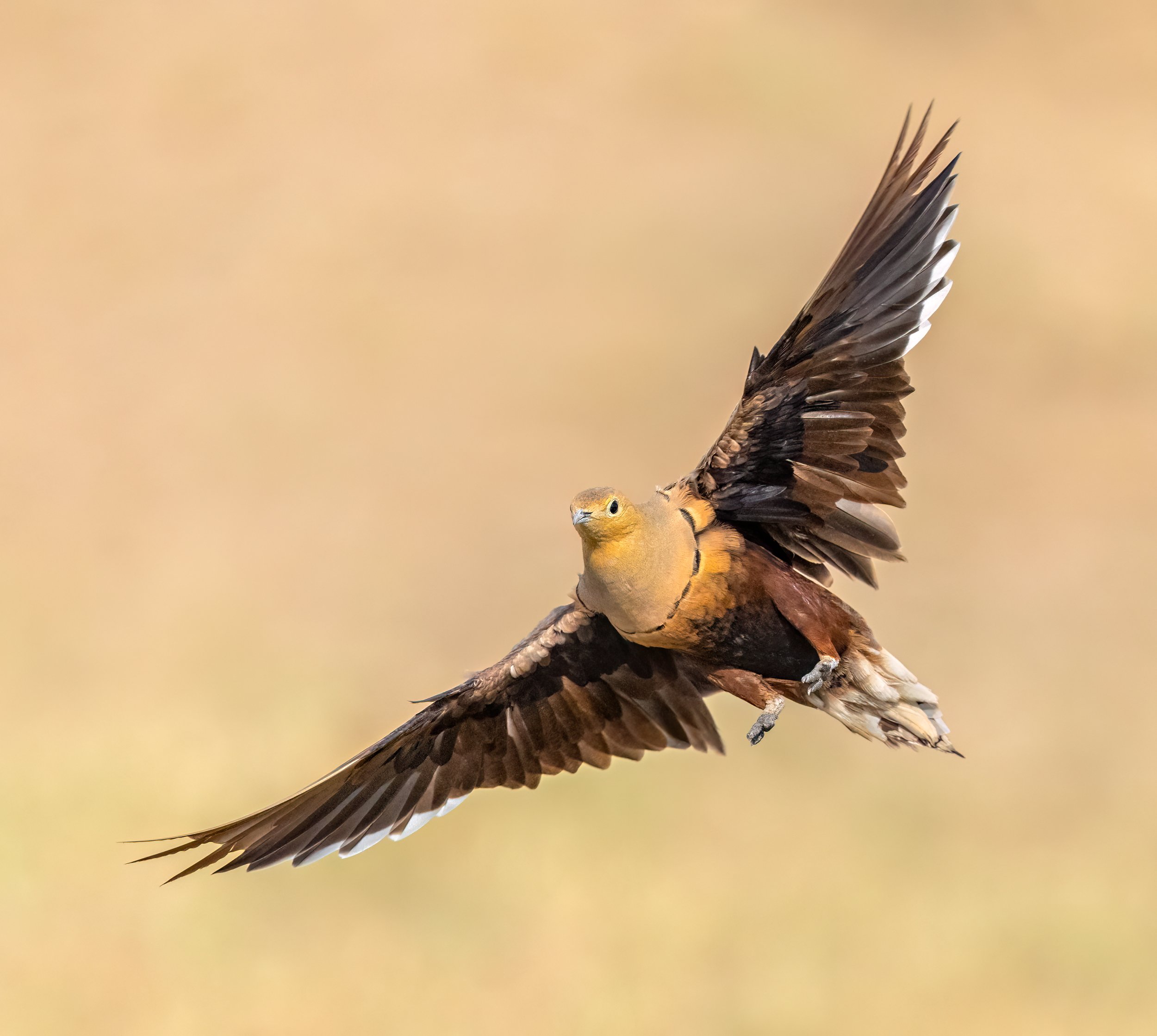 Chestnut-bellied Sandgrouse