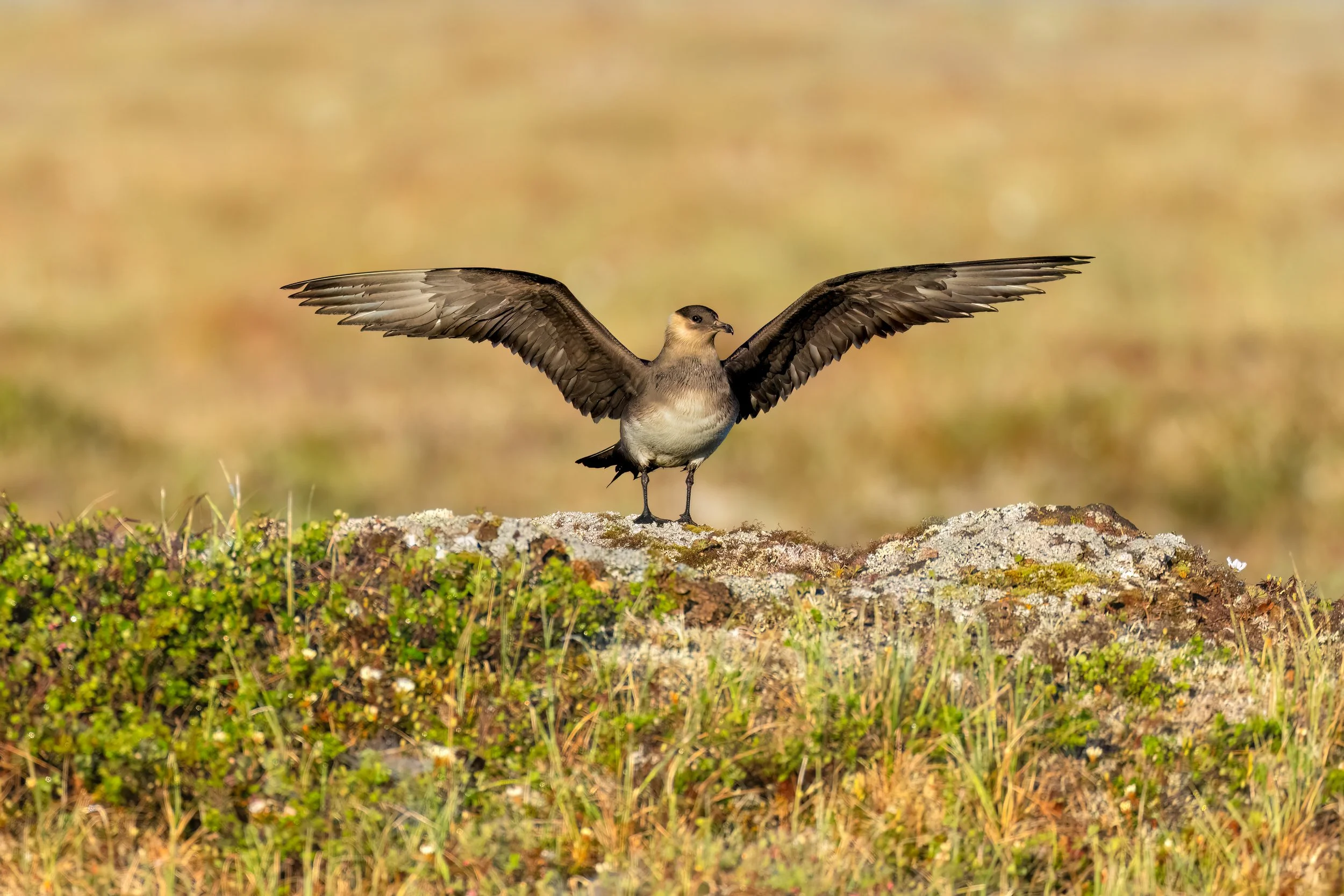 Parasitic Jaeger