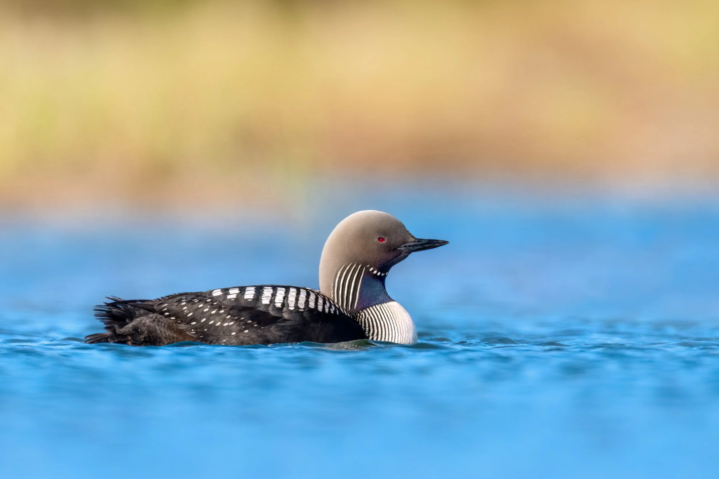 Pacific Loon