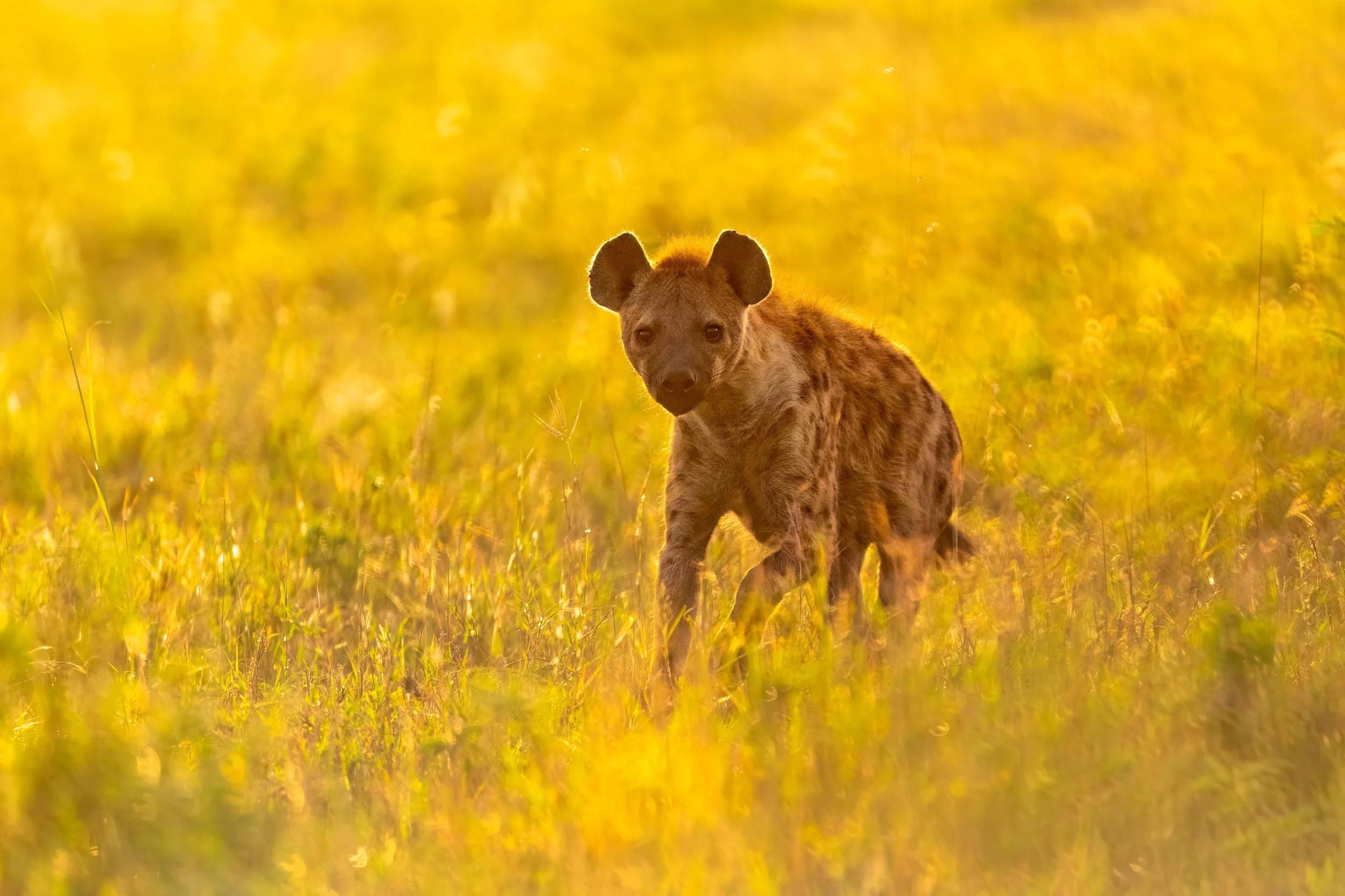 Spotted Hyena