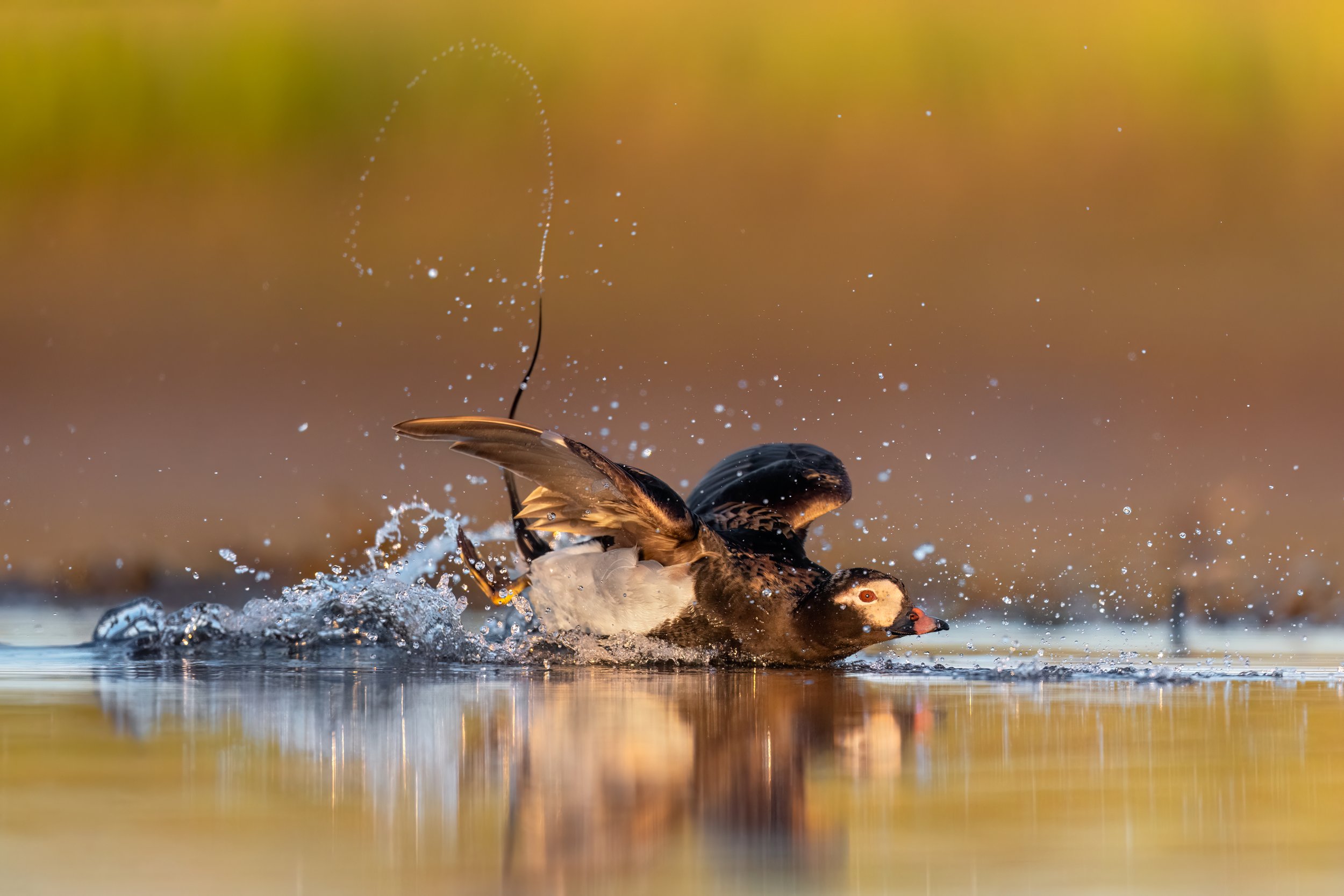 Long-tailed Duck