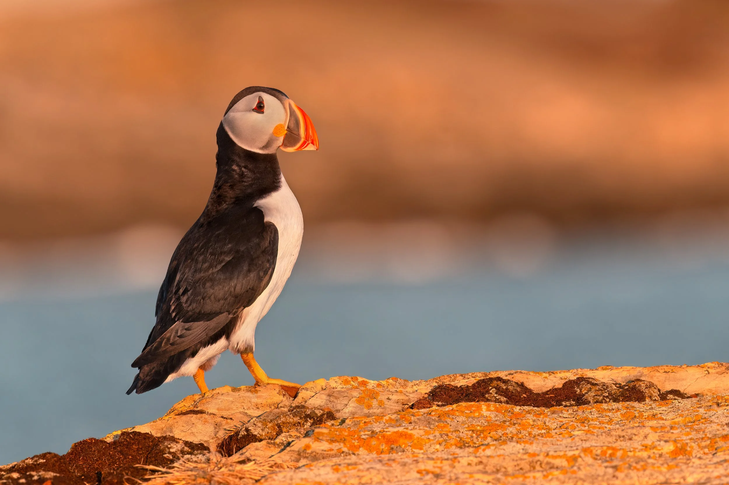 Atlantic Puffin