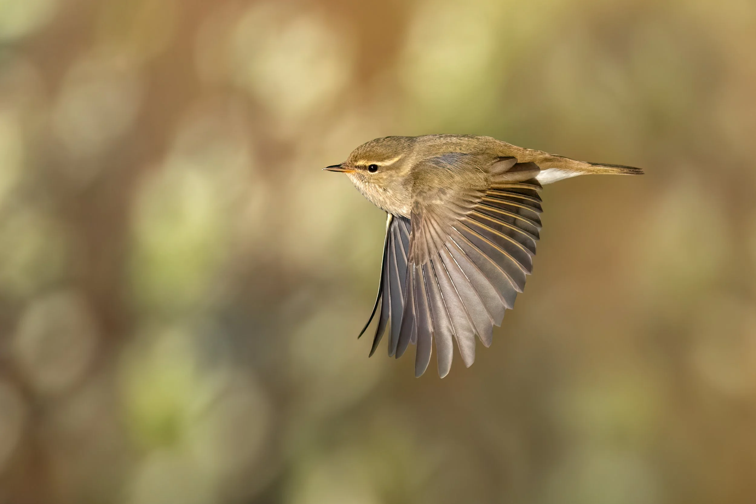 Arctic Warbler
