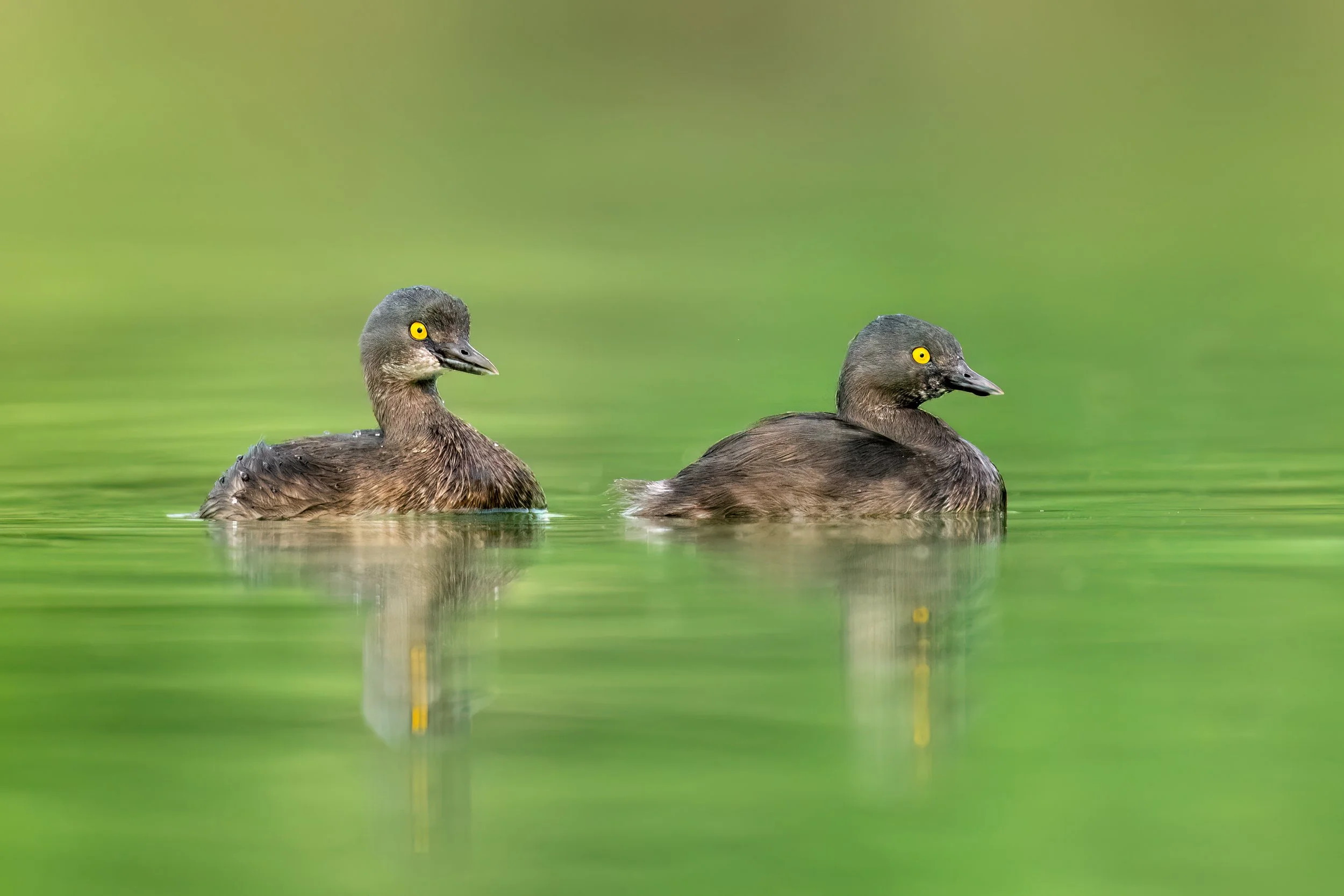 Least Grebe