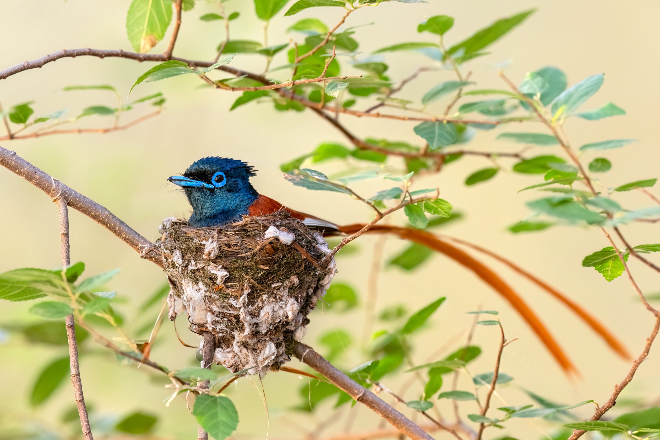 African Paradise Flycatcher