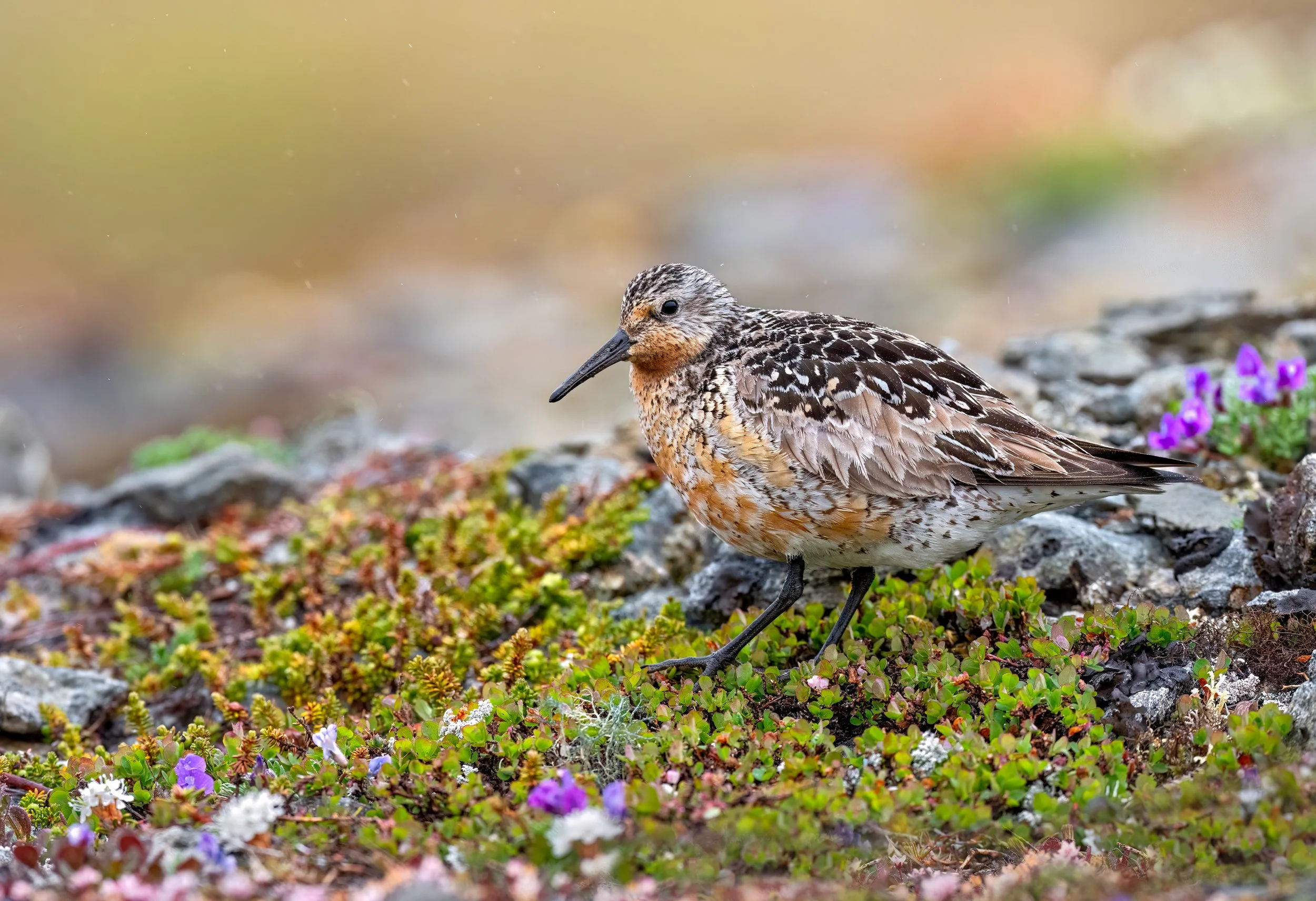 Red Knot