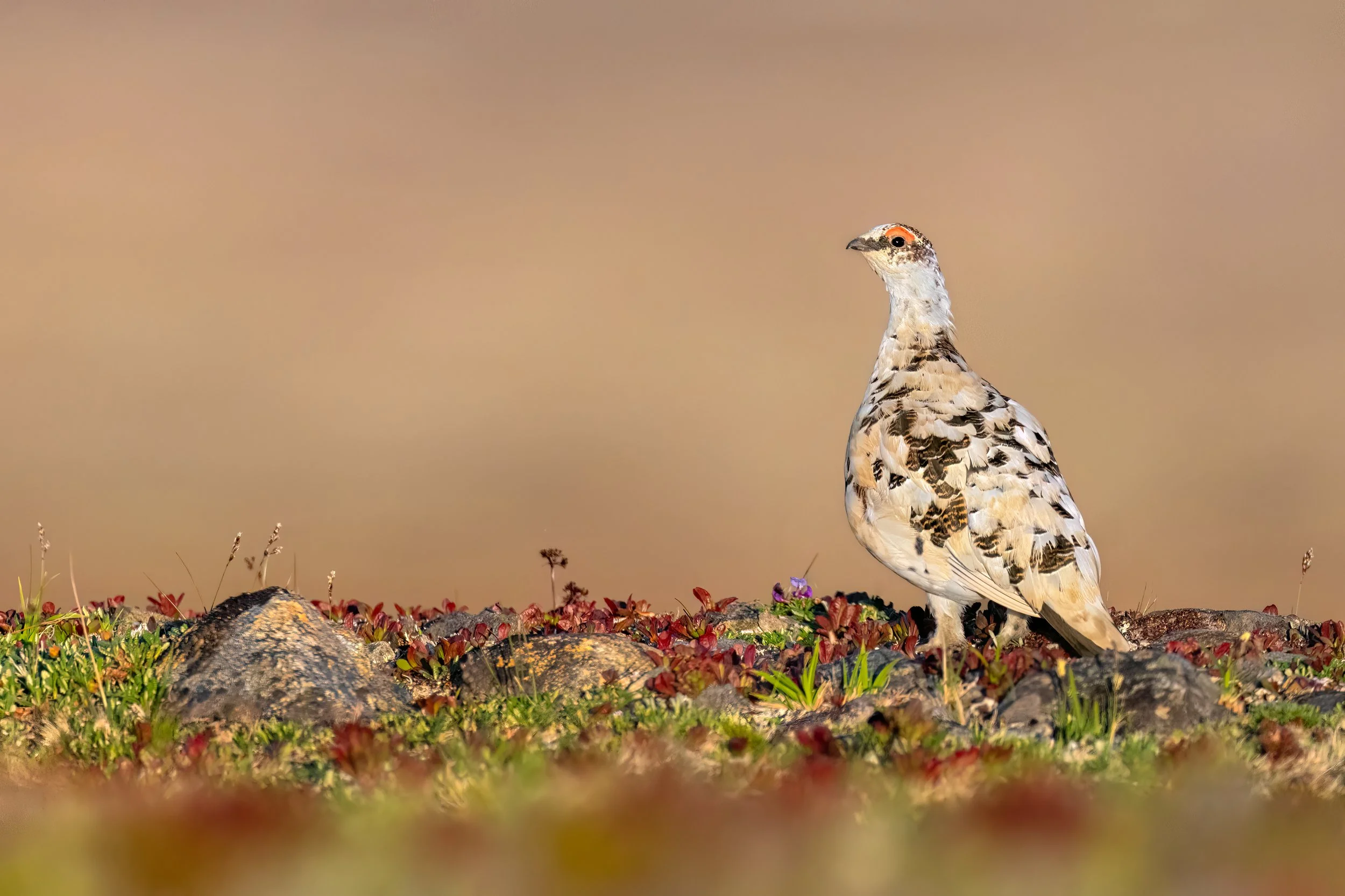 Rock Ptarmigan