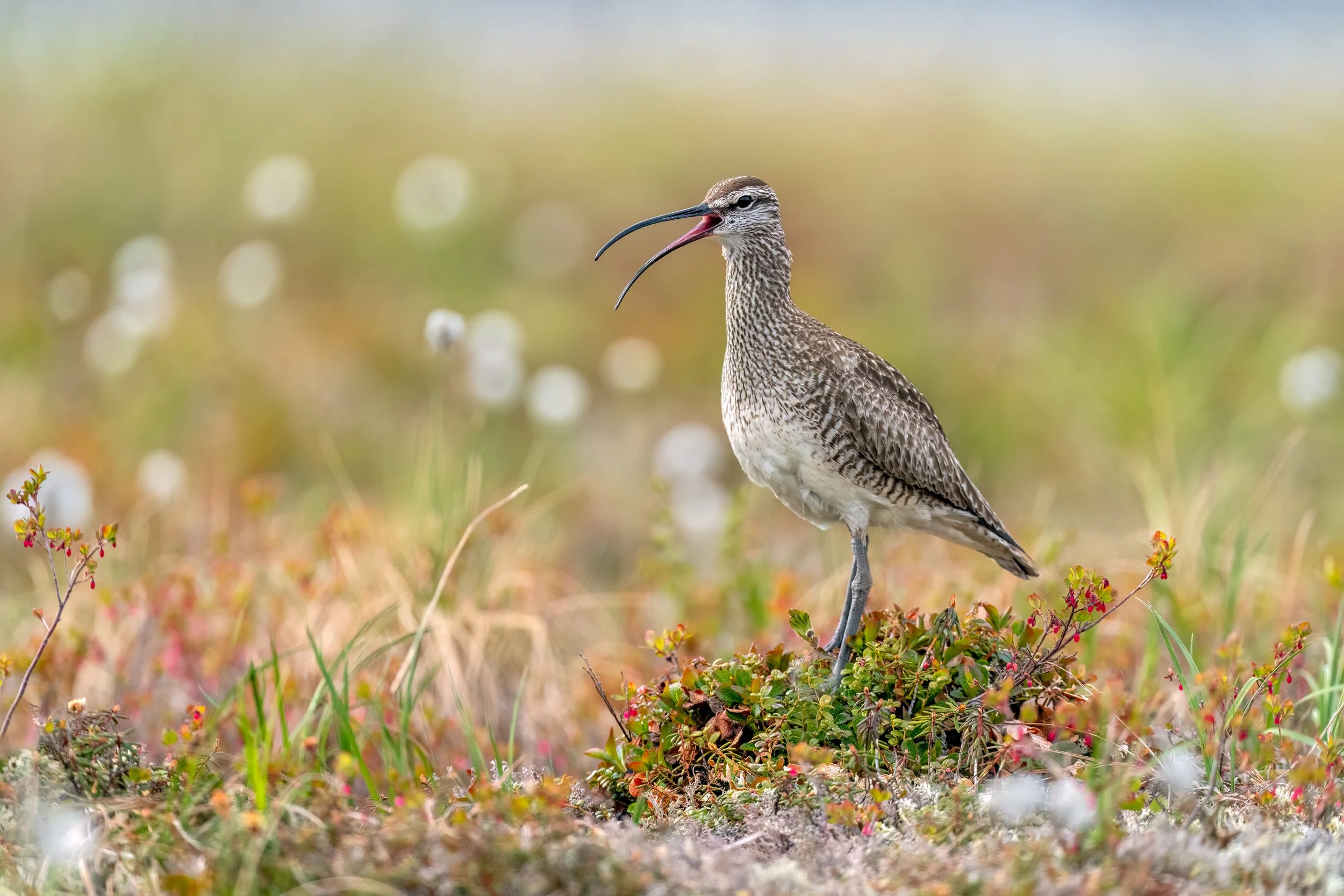 Whimbrel