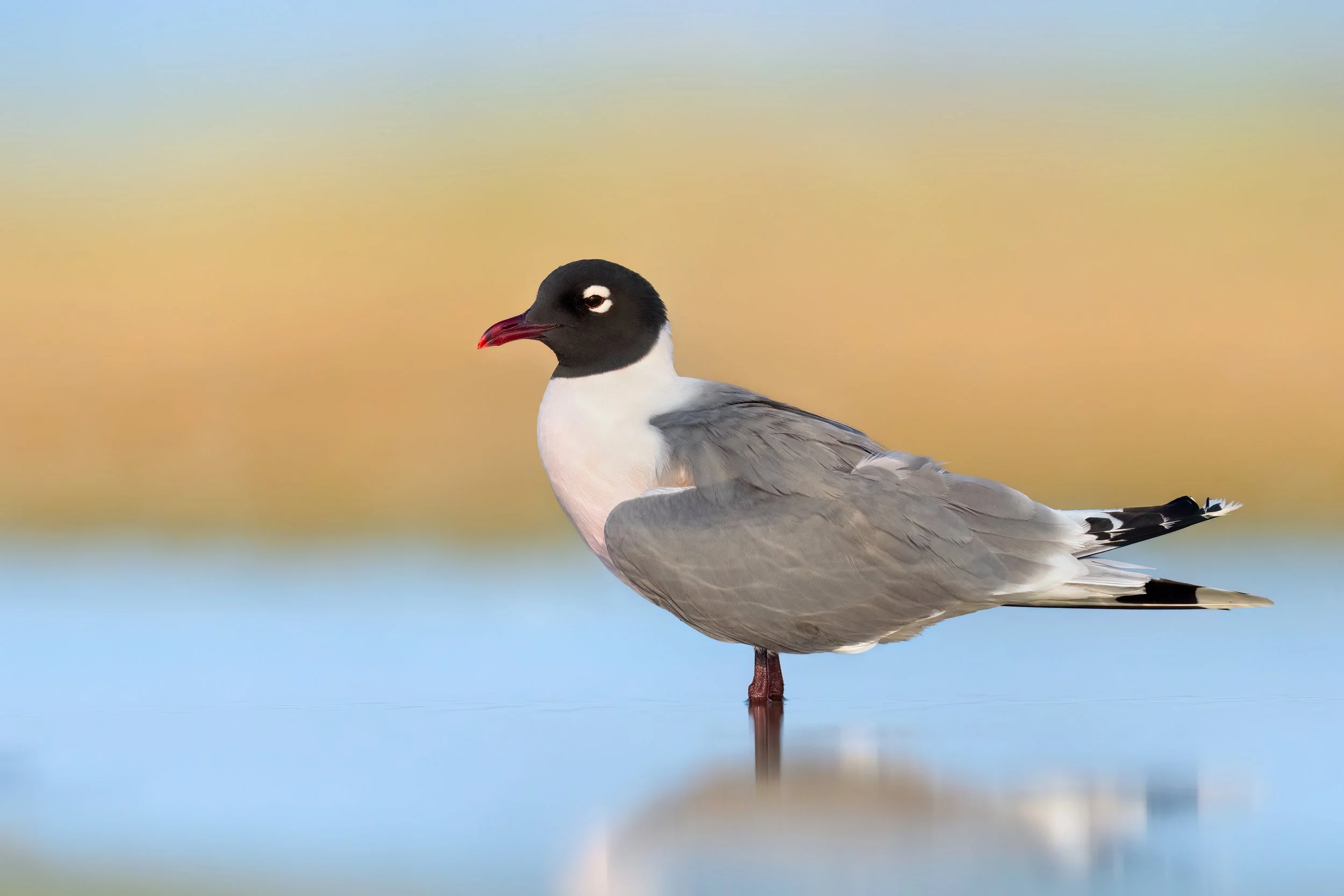 Franklin's Gull