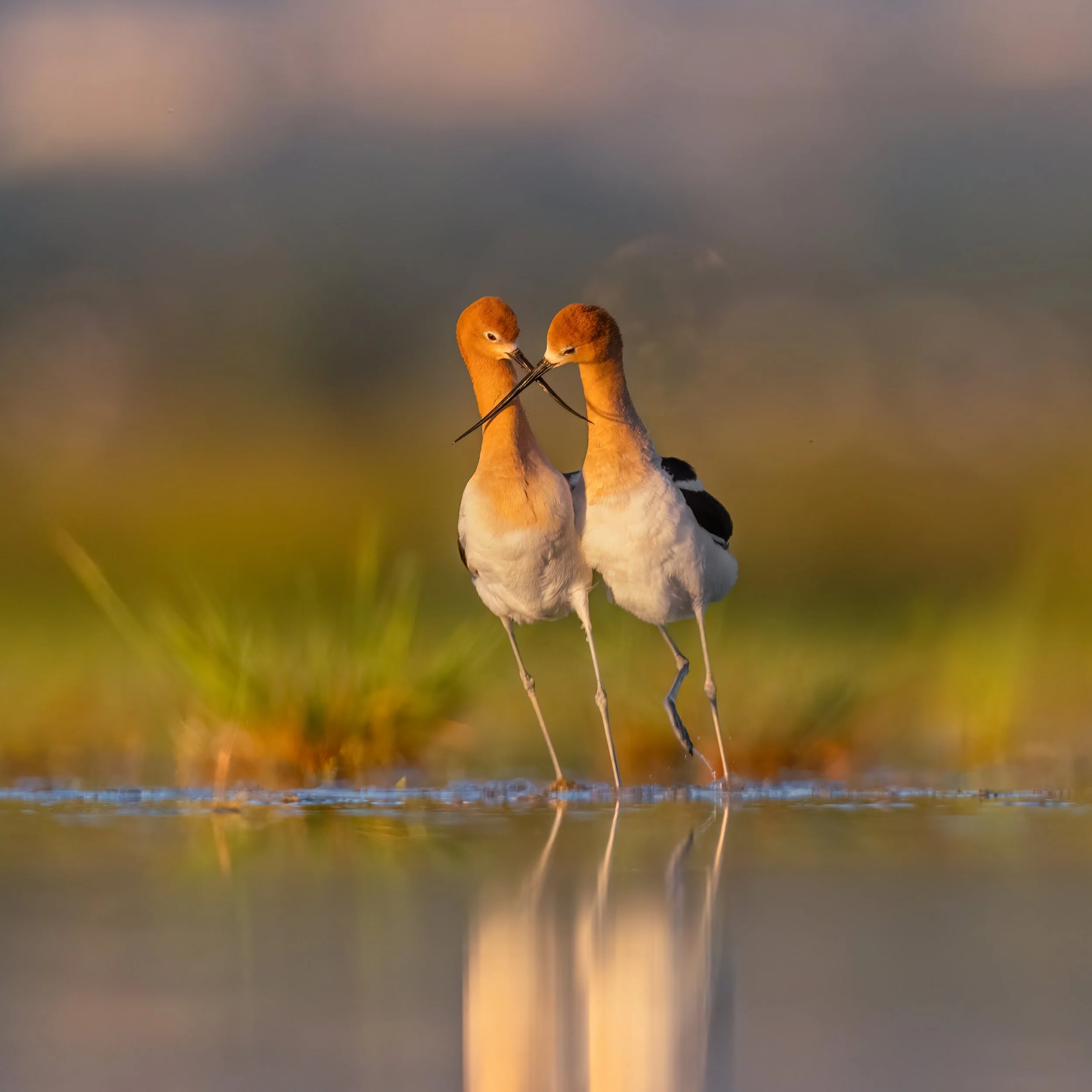 American Avocet