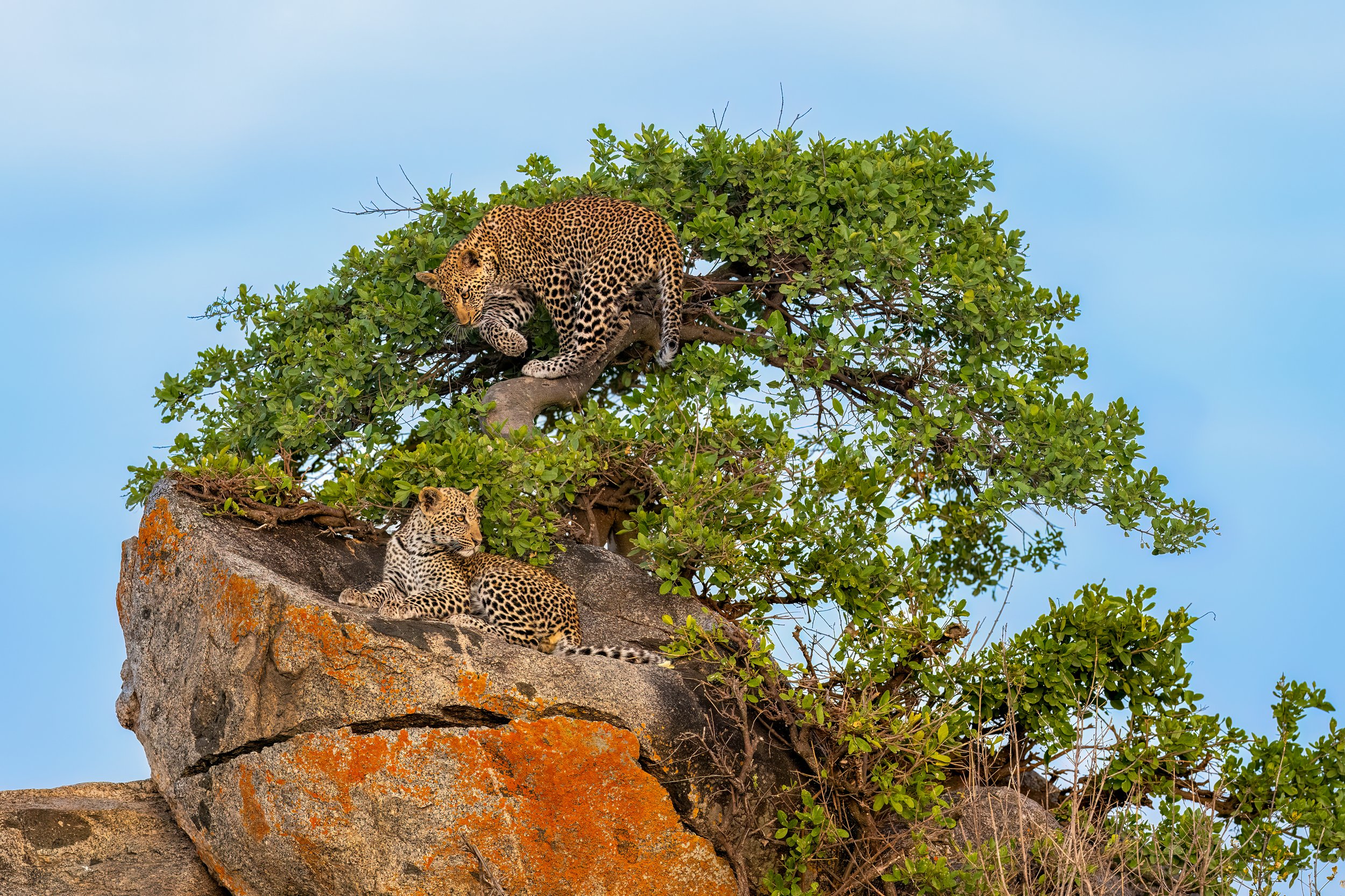 Leopard cubs