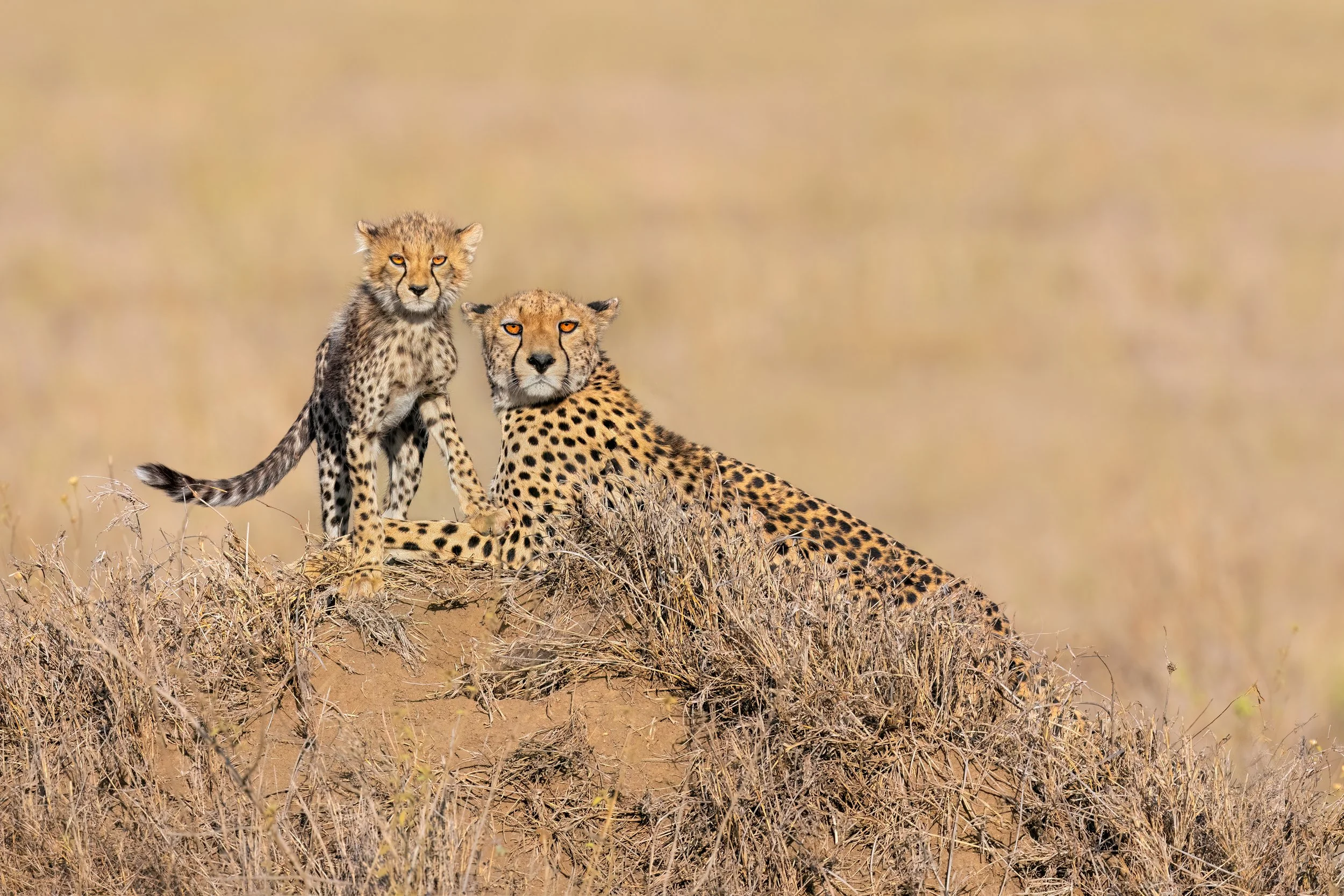 Cheetah and cub