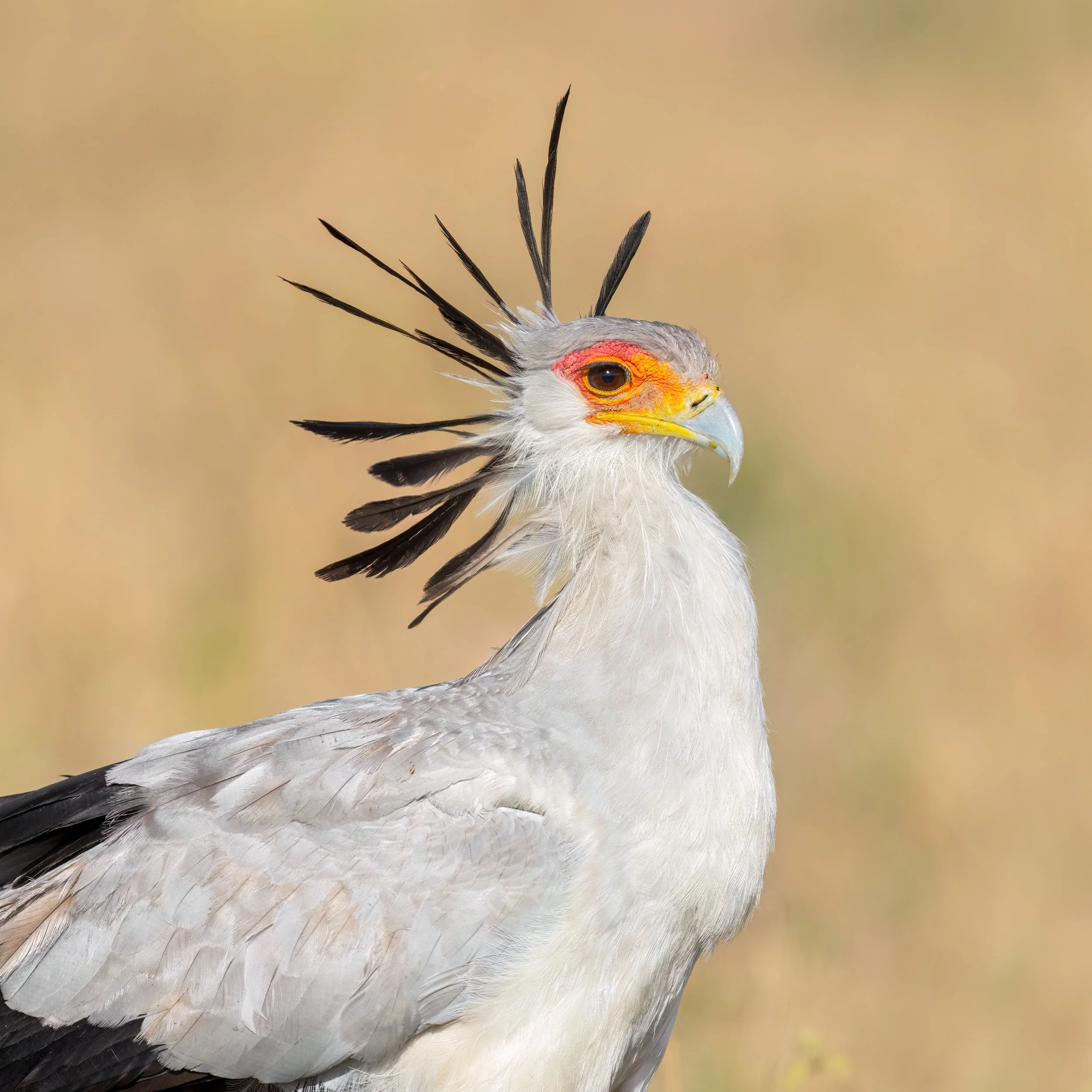 Secretarybird