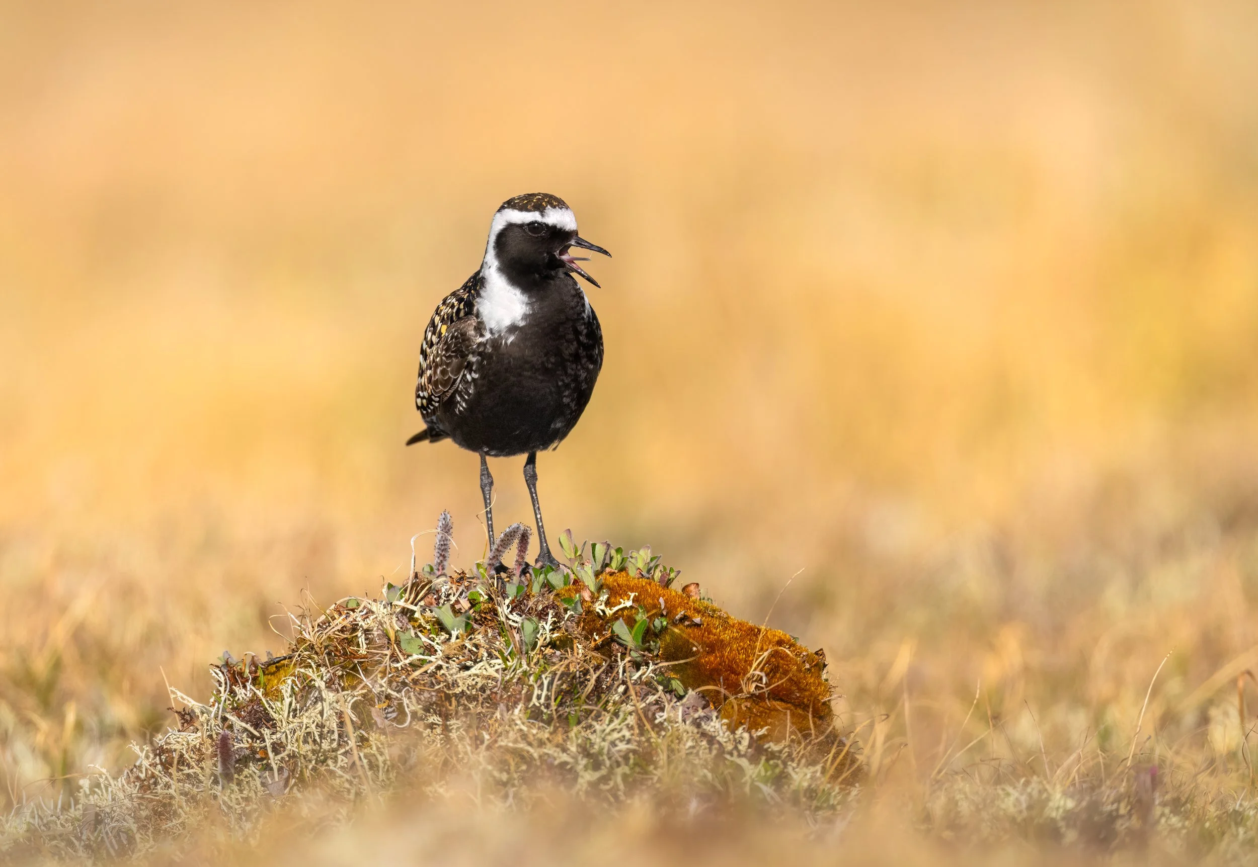 American Golden Plover
