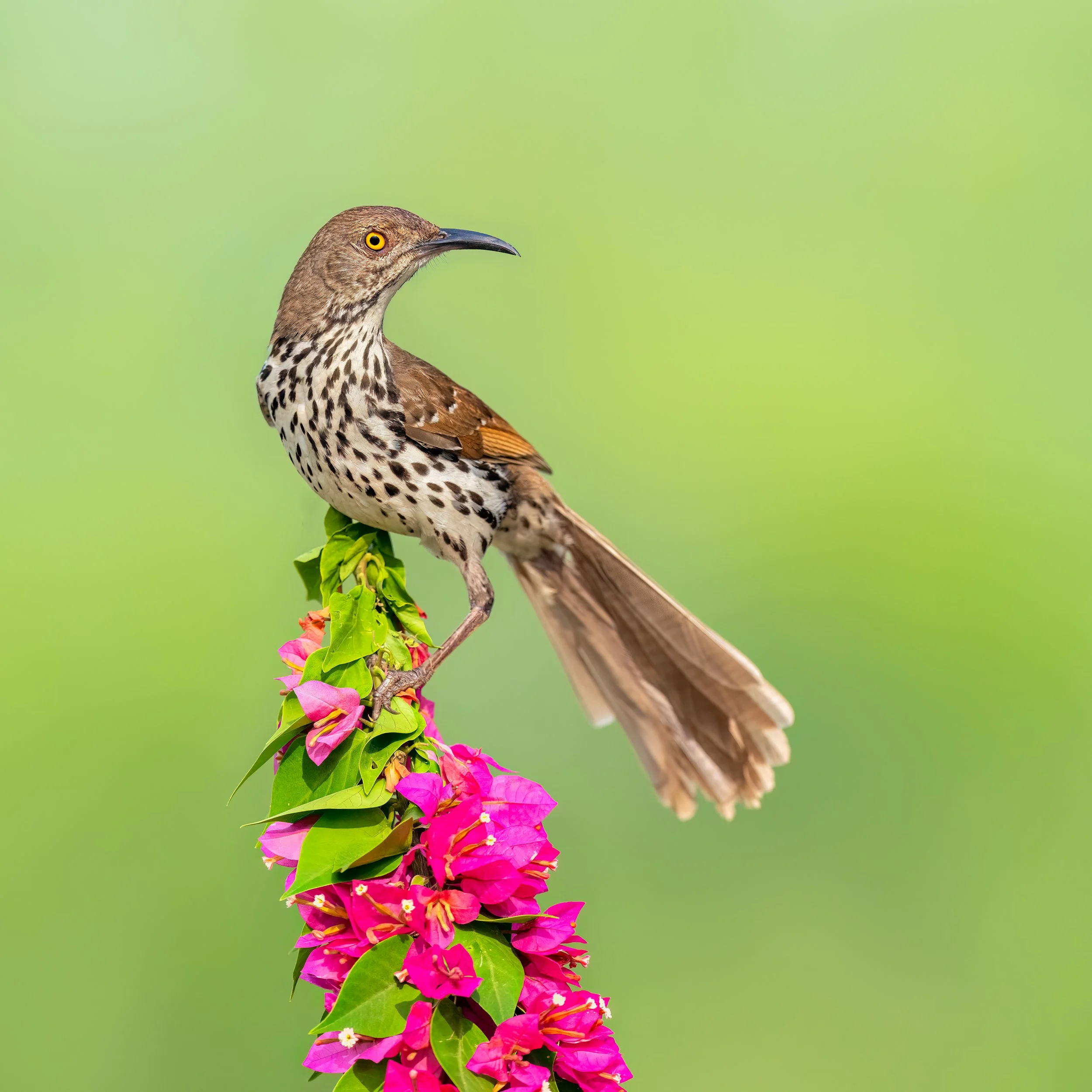 Long-billed Thrasher