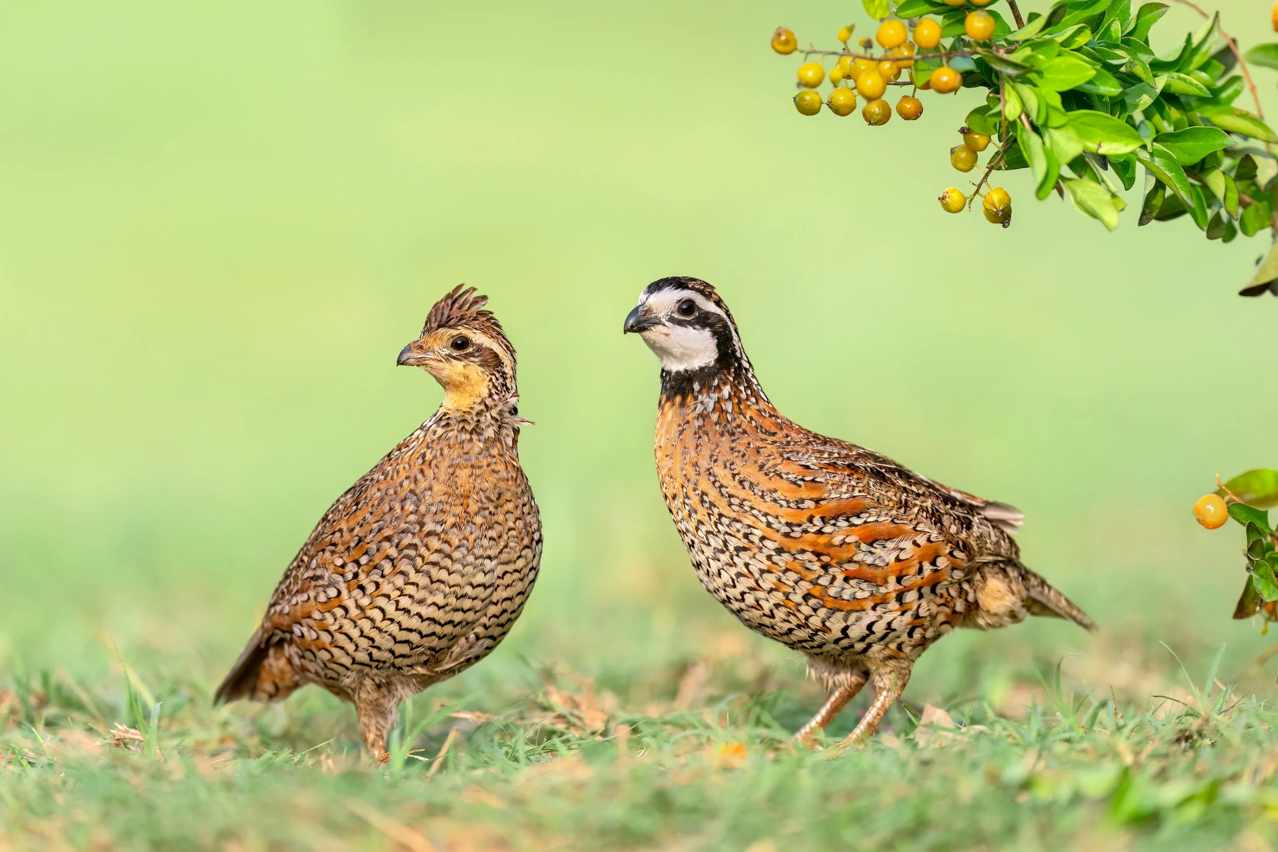 Northern Bobwhite