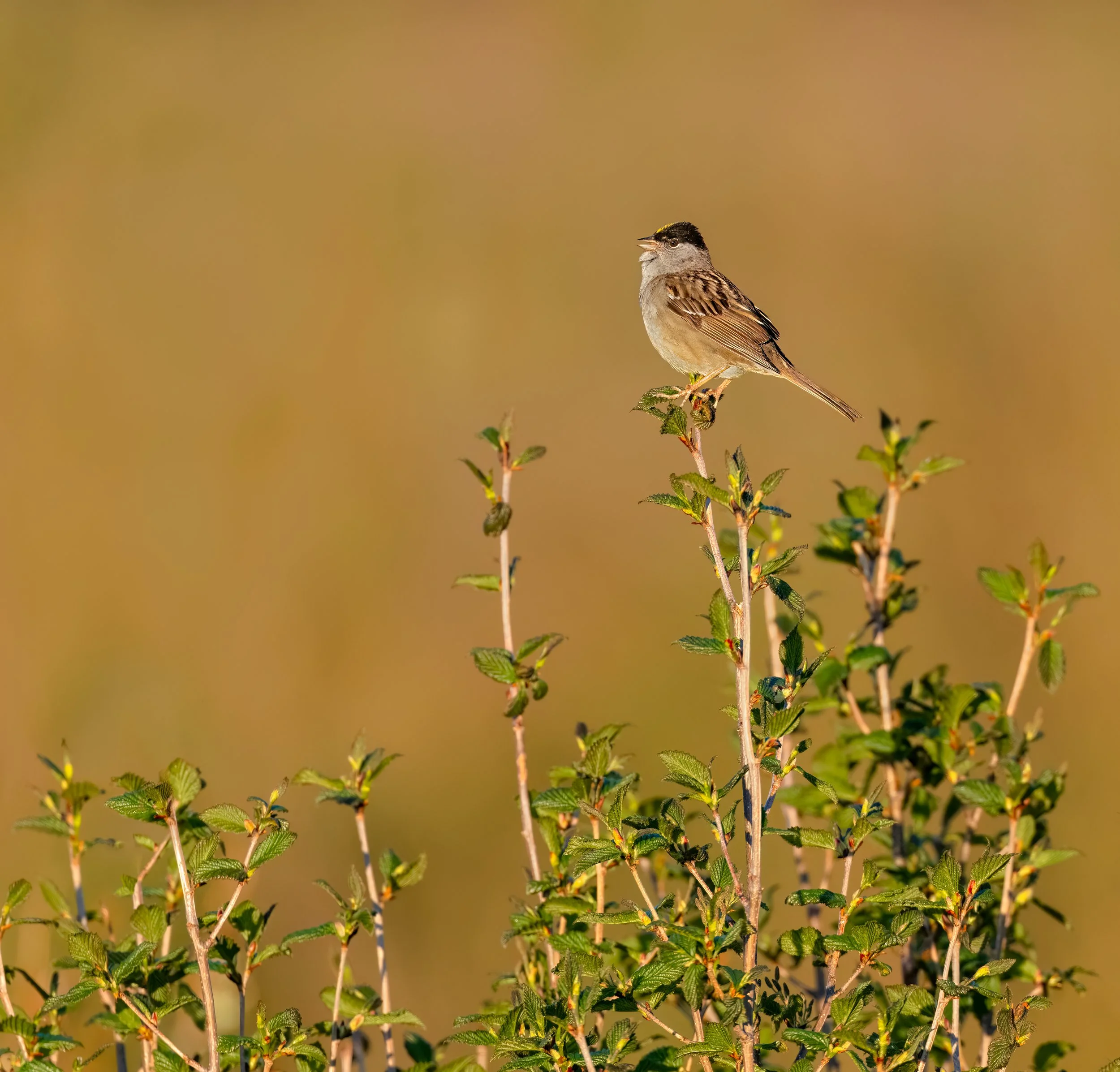 Golden-crowned Sparrow