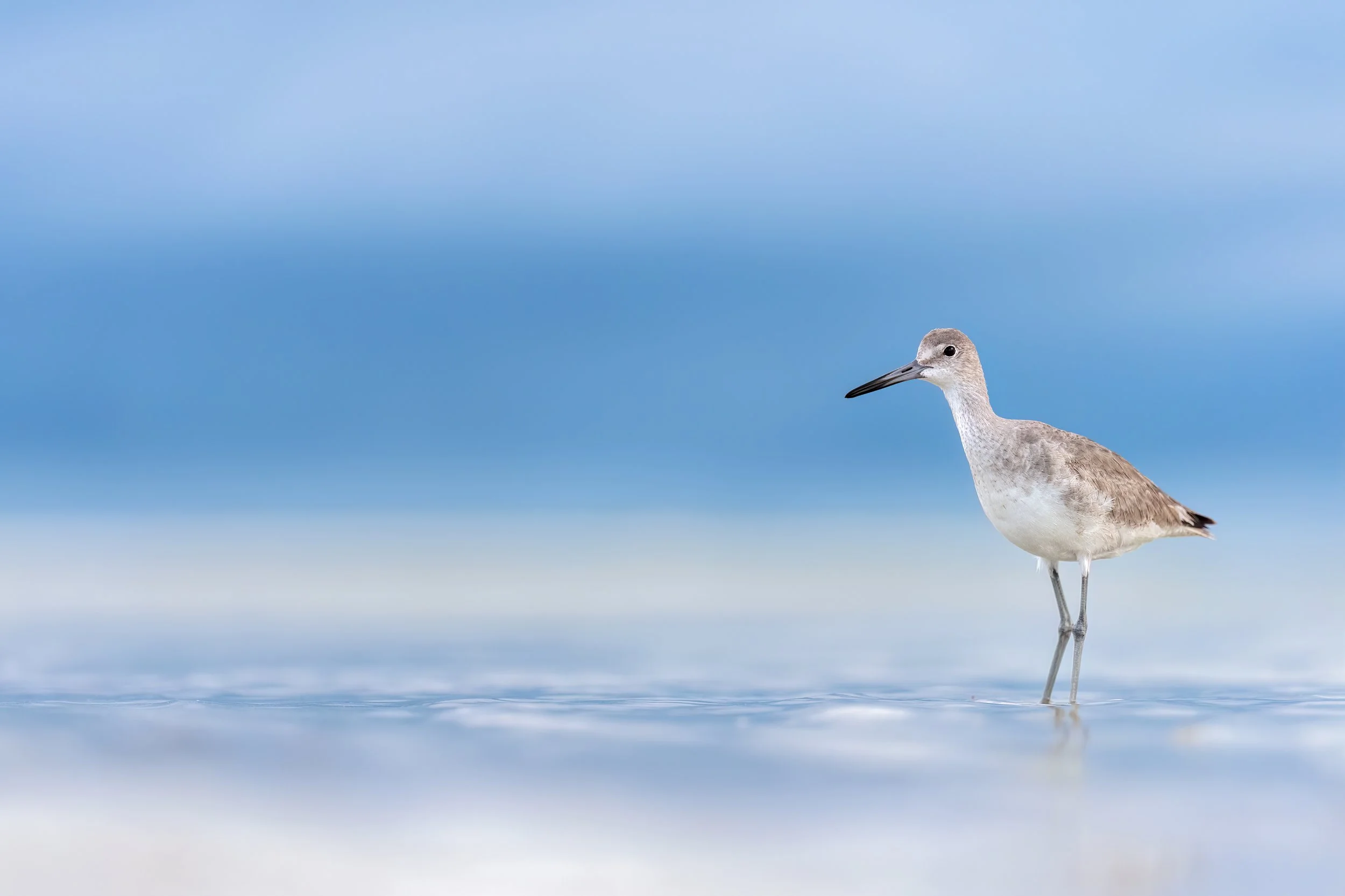 Willet
