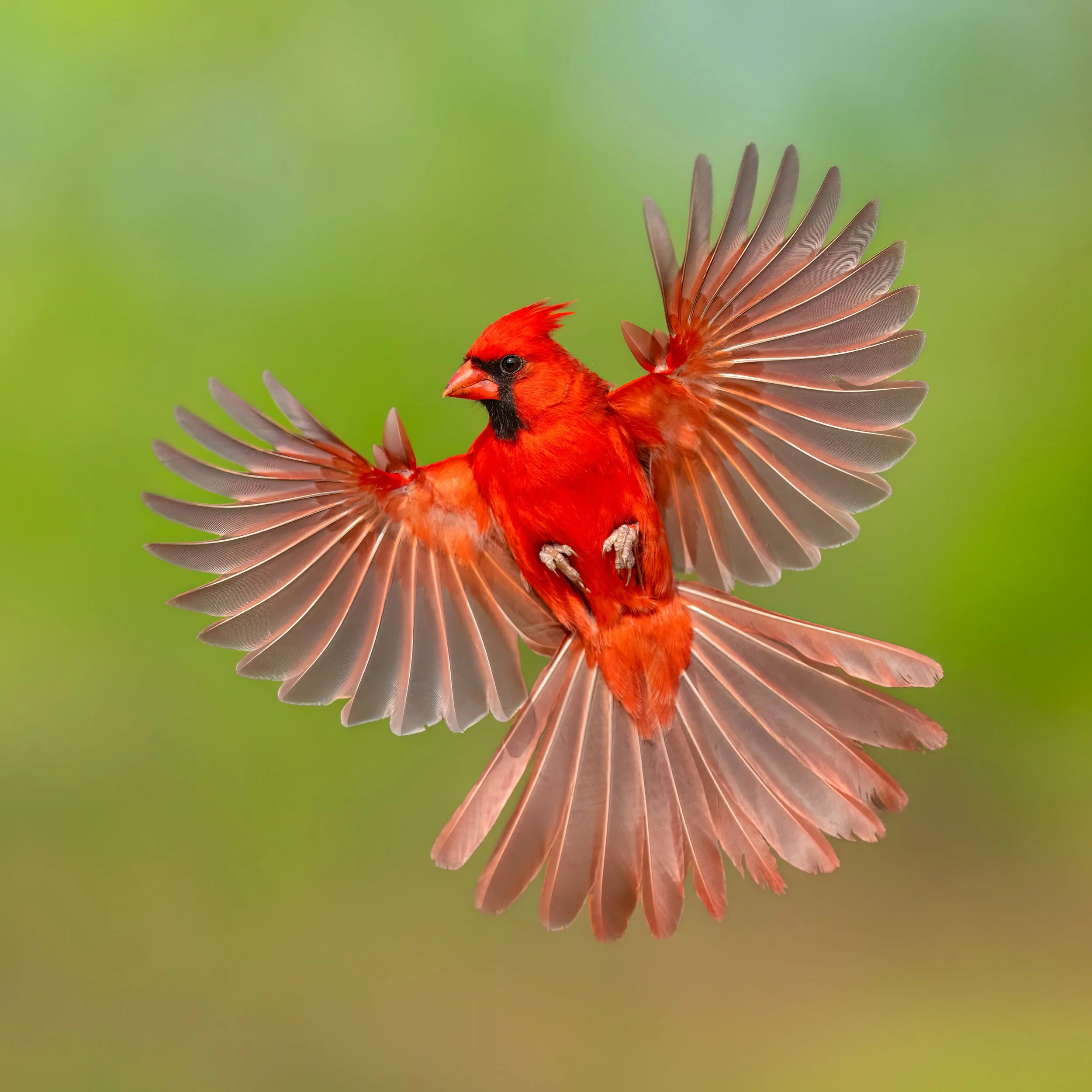 Flight