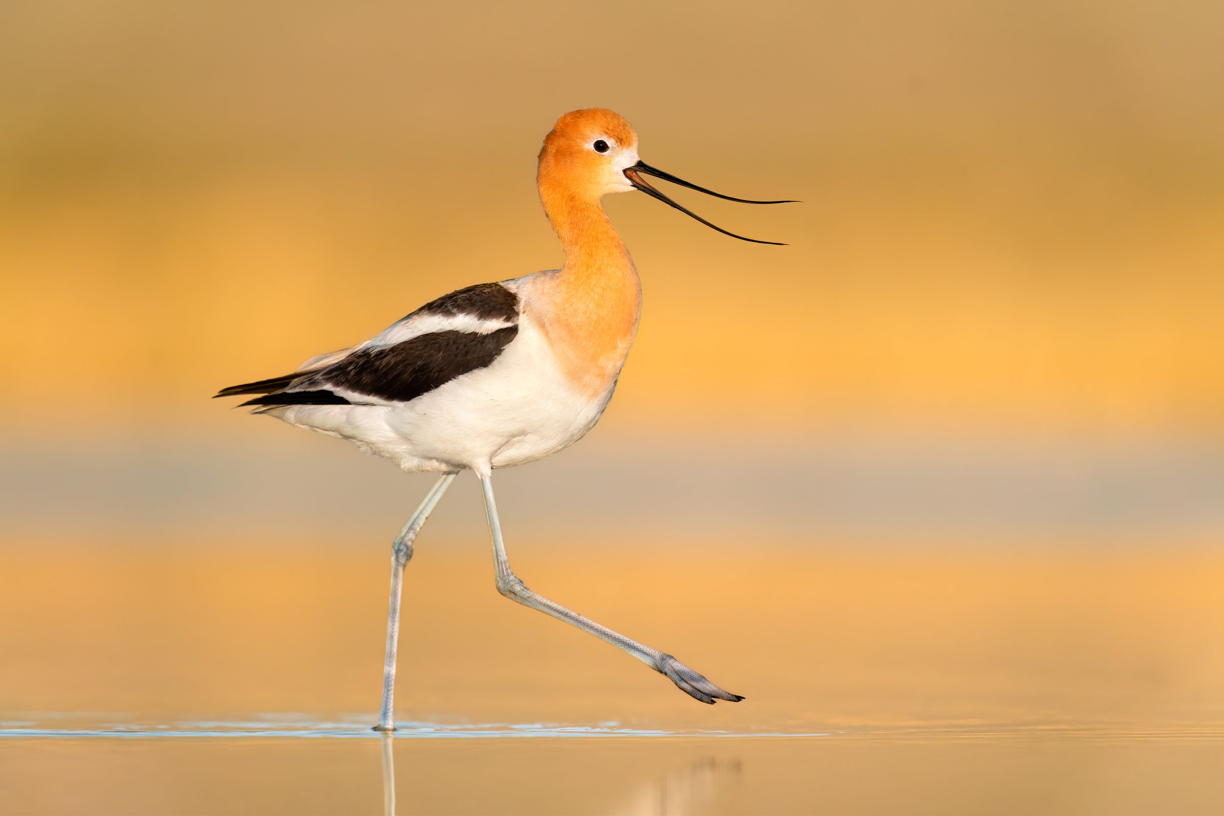 American Avocet