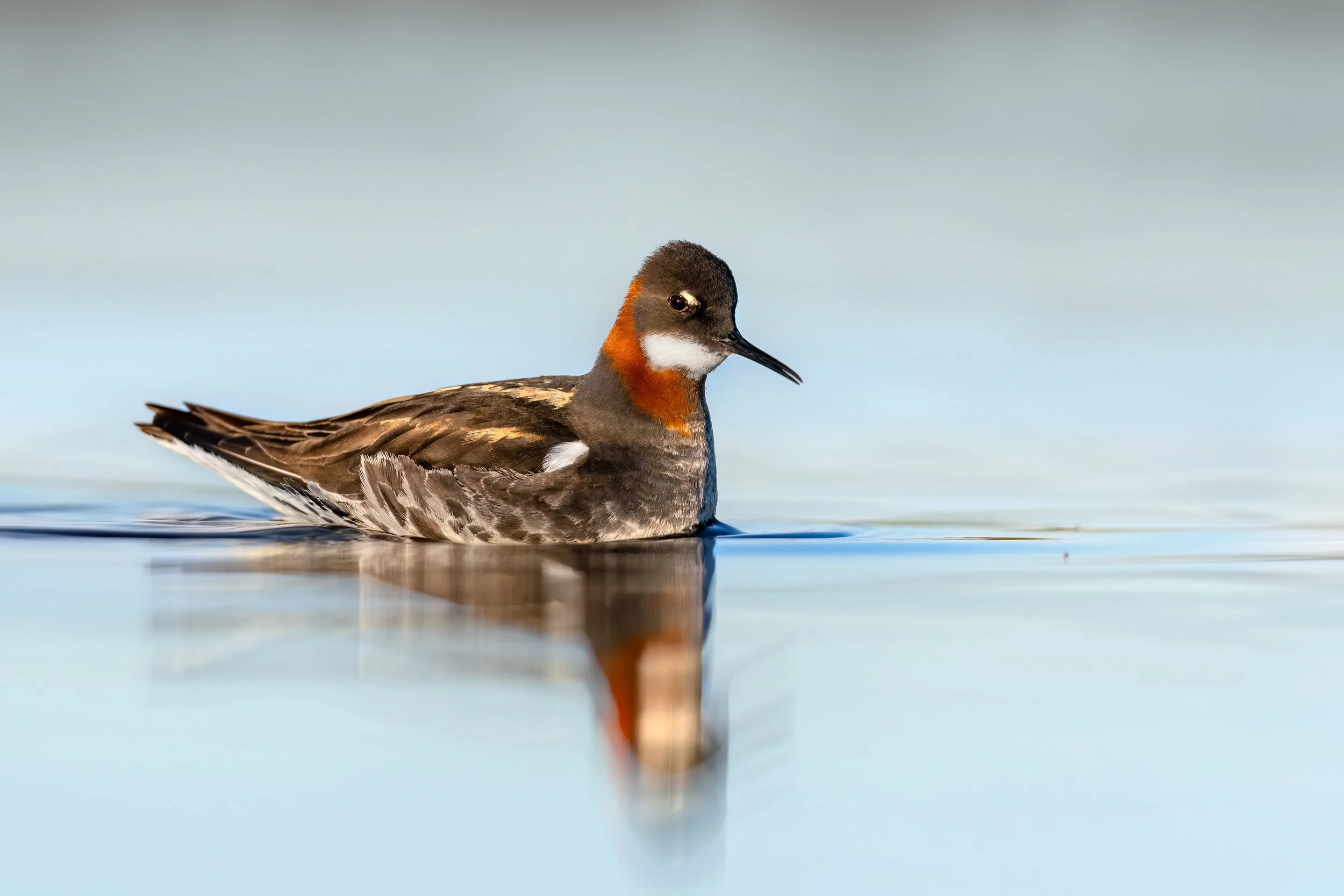 Red-necked Phalarope