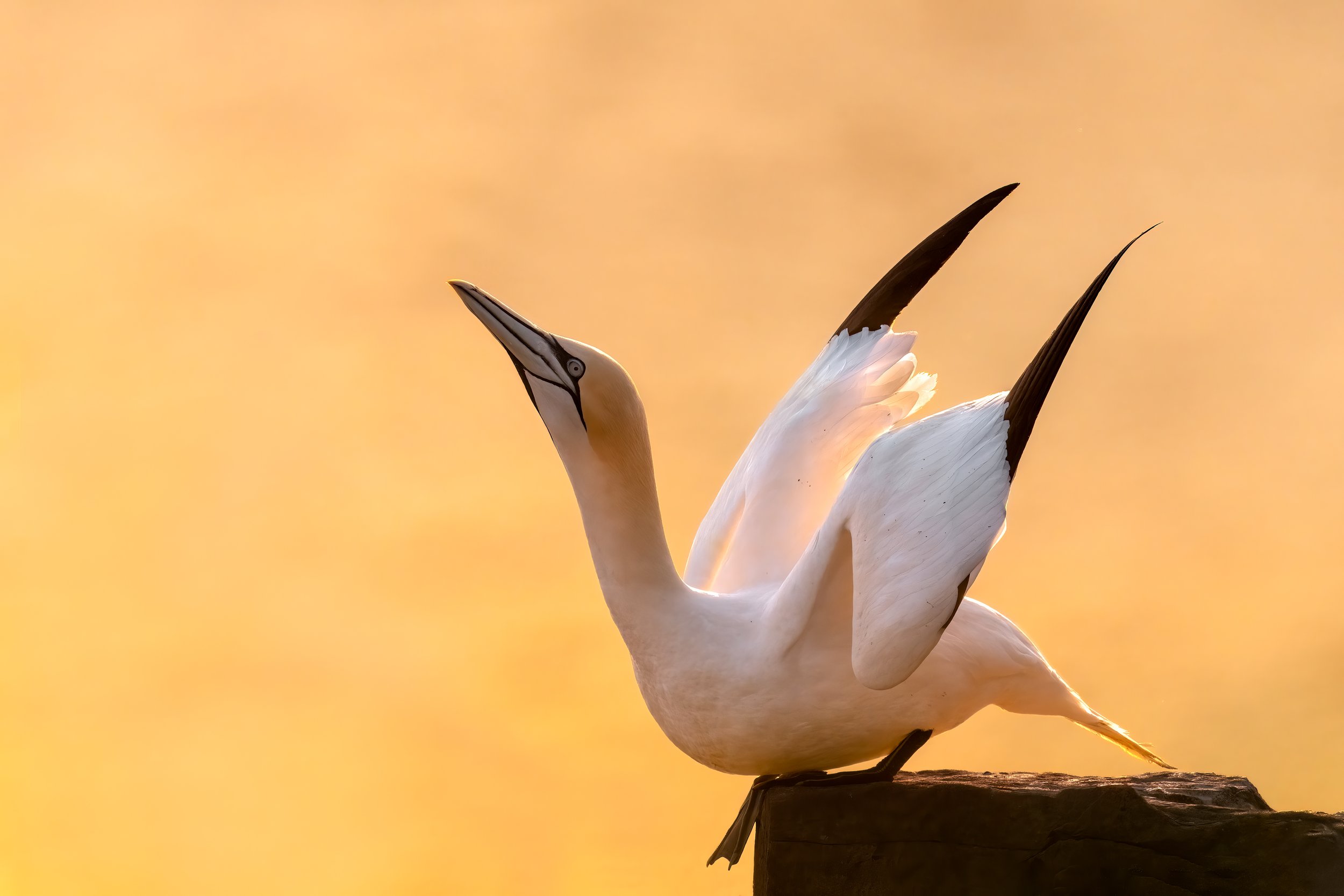 Northern Gannet
