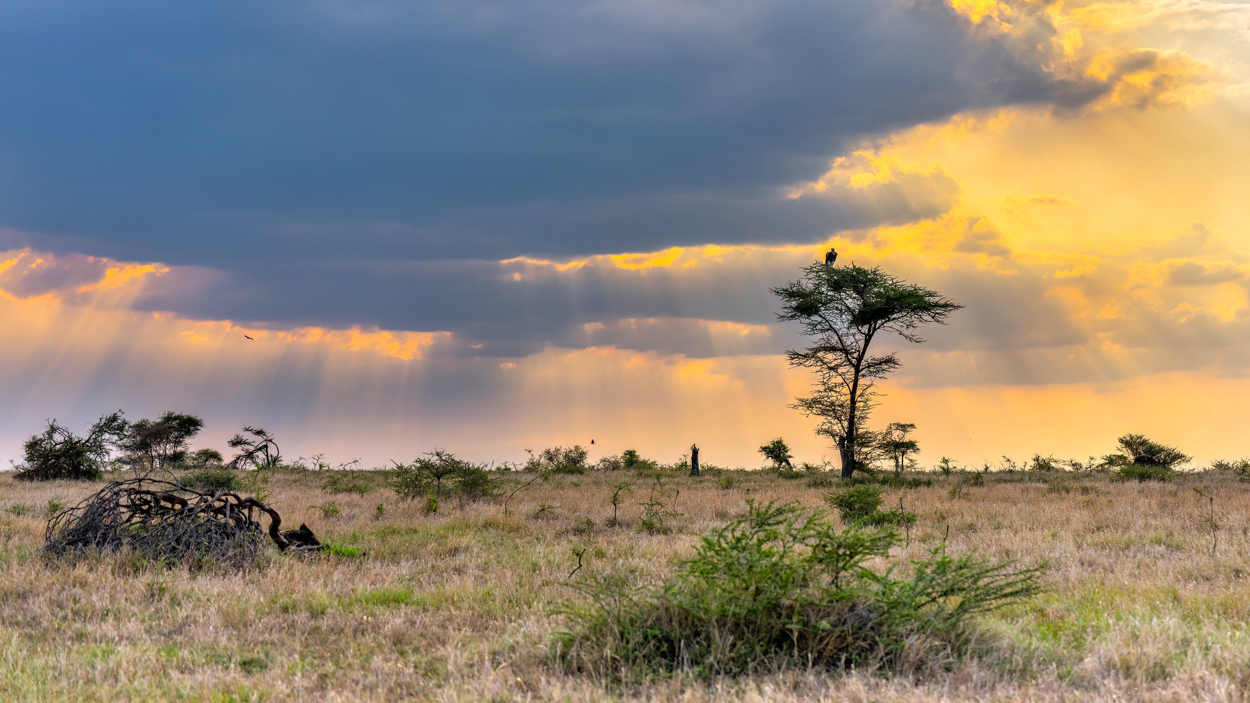 Lappet-faced Vulture