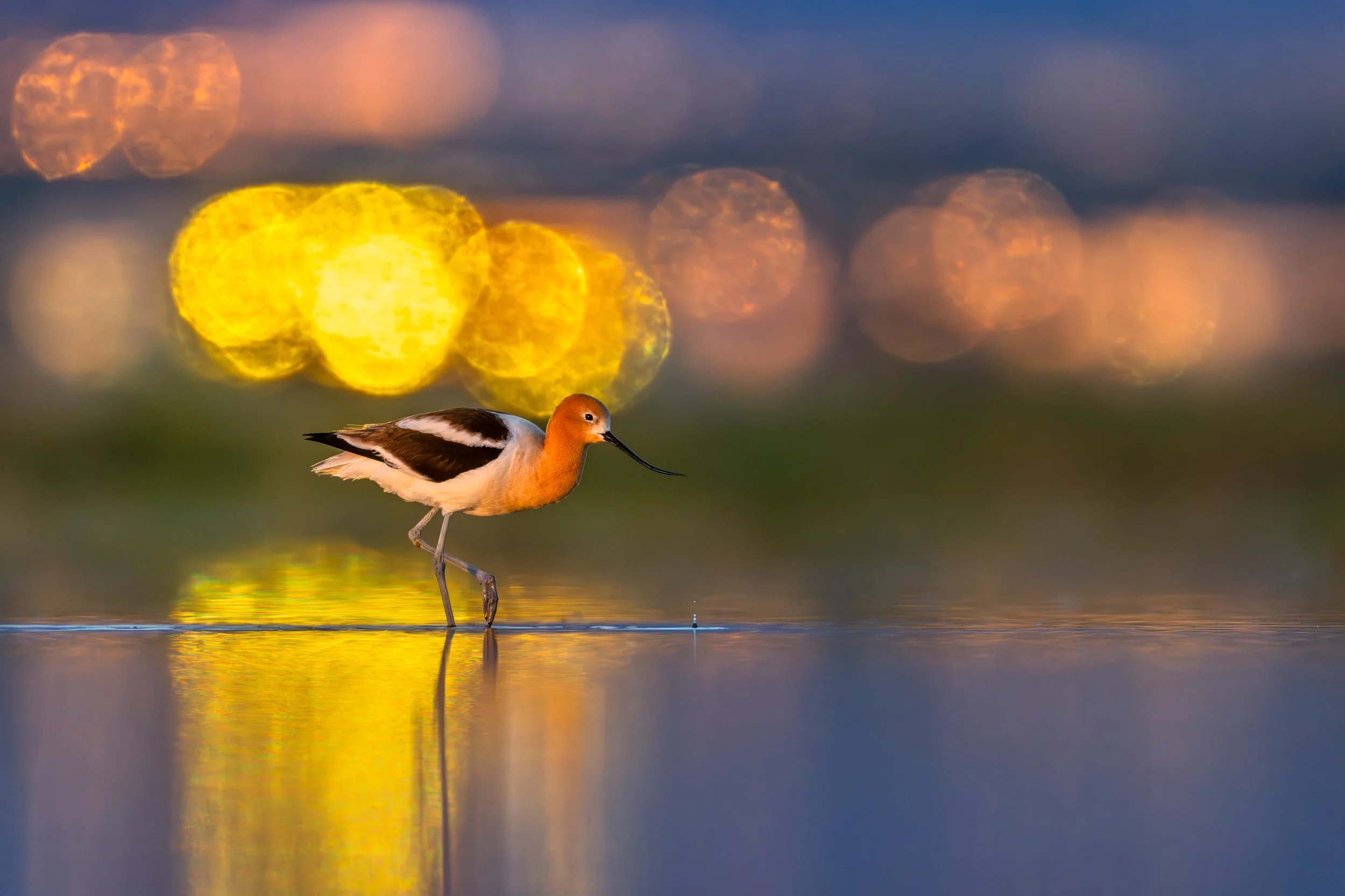 American Avocet