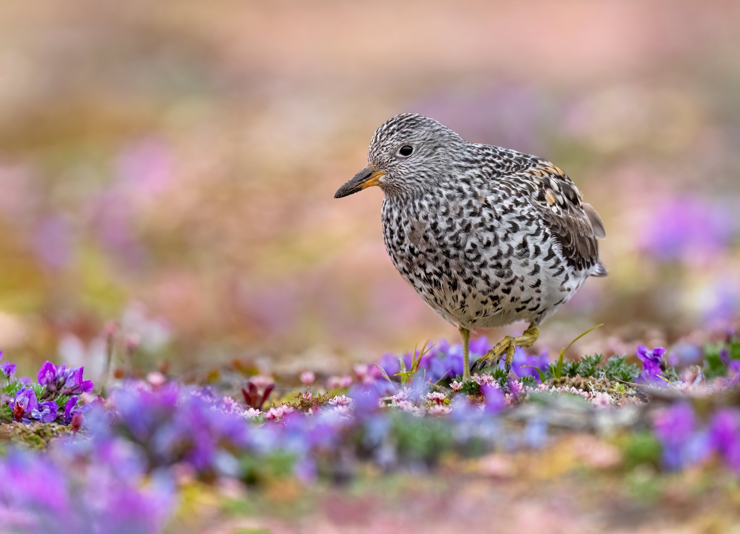 Surfbird
