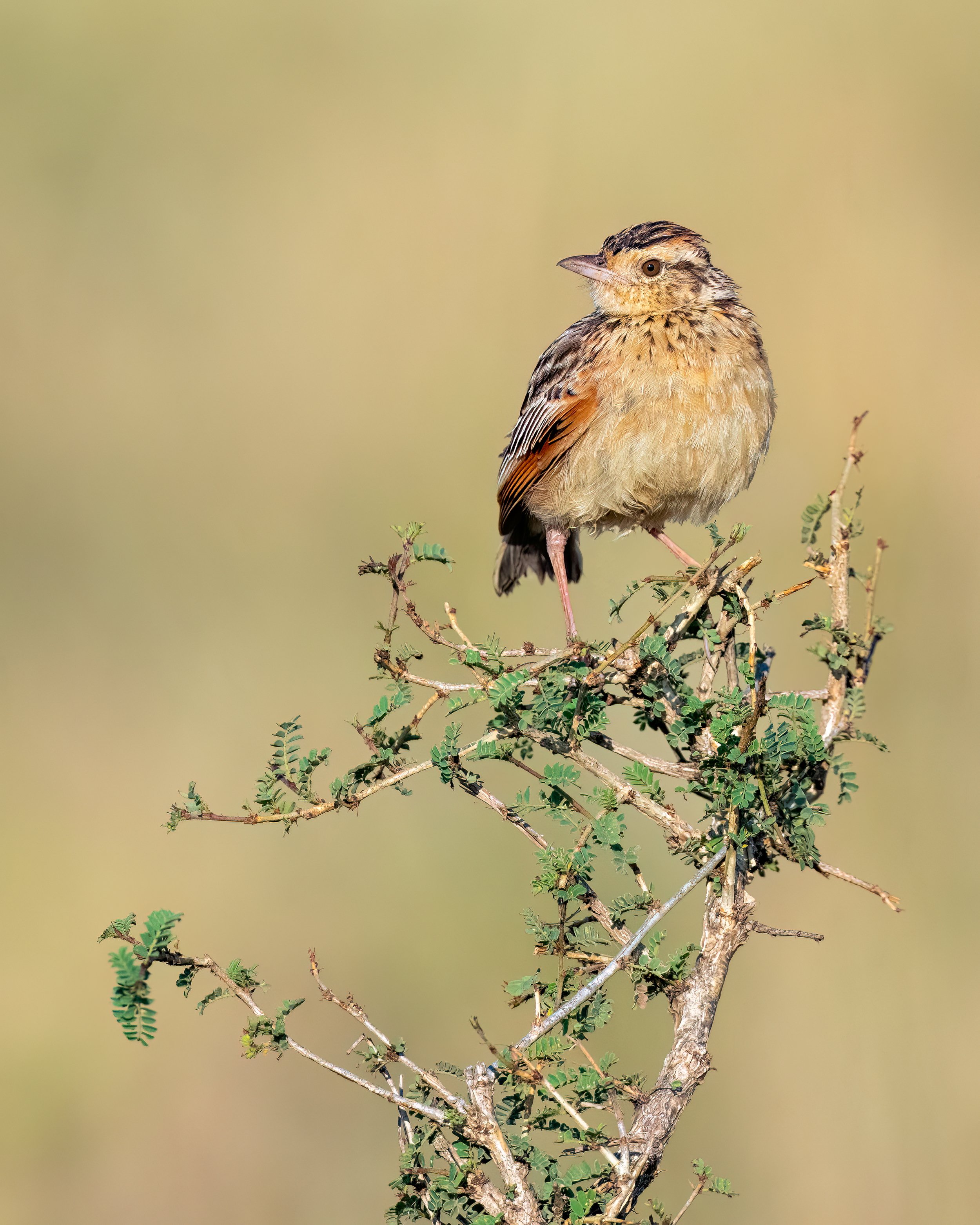 Rufous-naped Lark