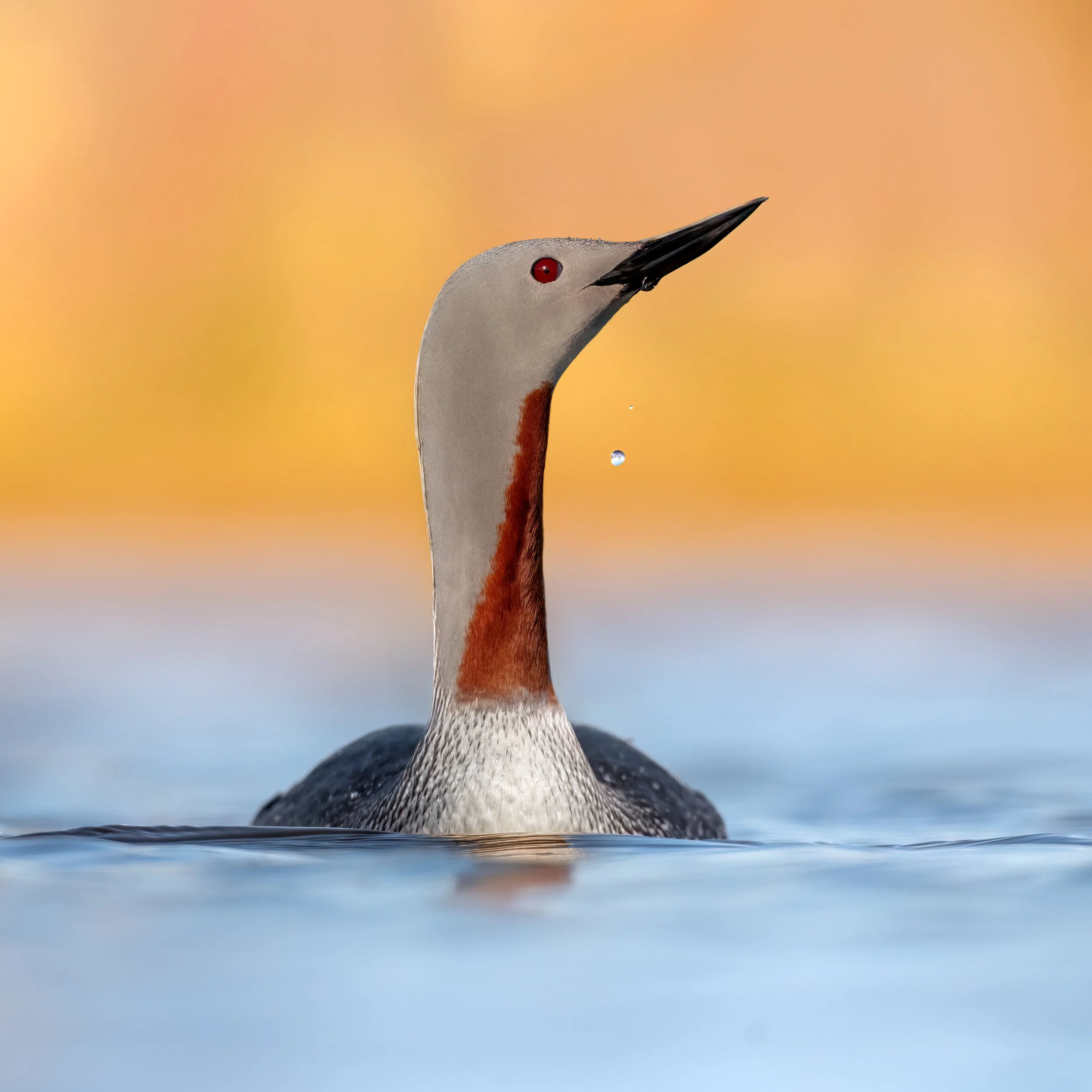 Red-throated Loon