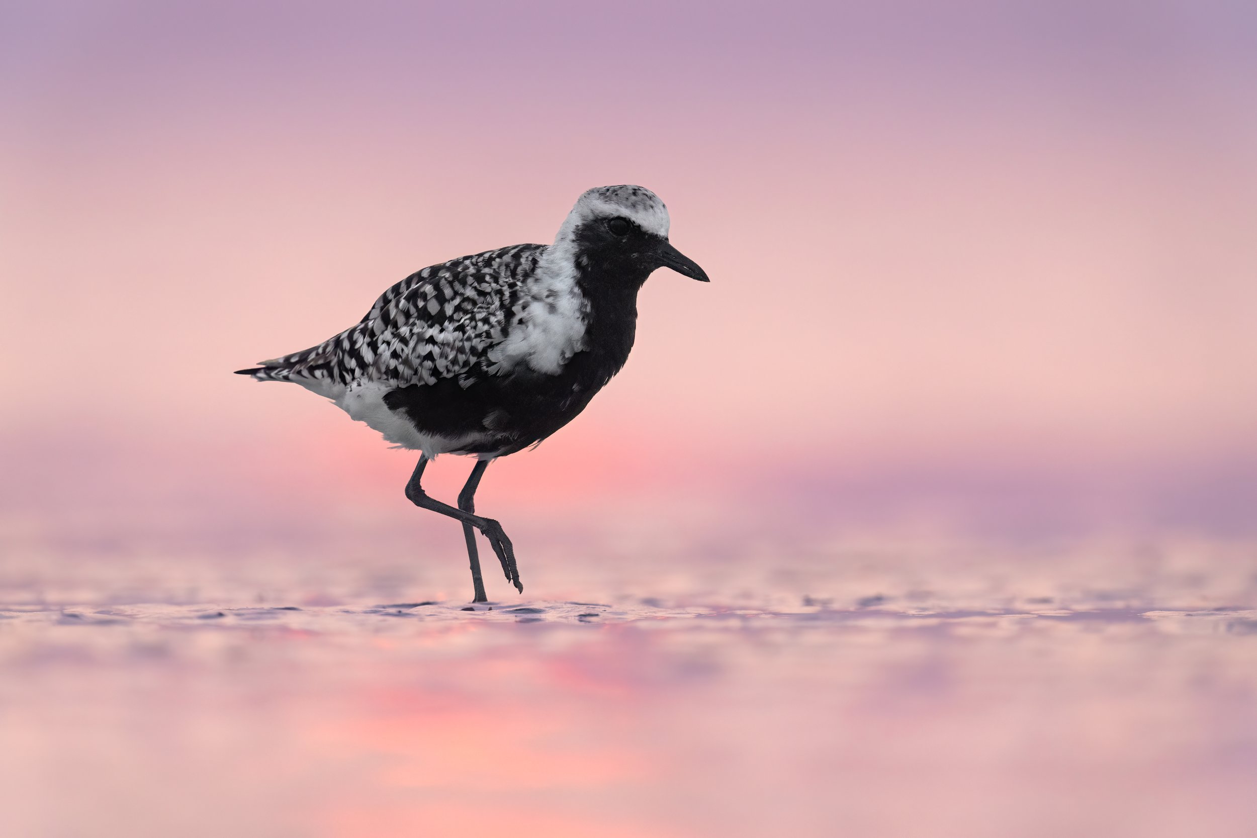 Black-bellied Plover