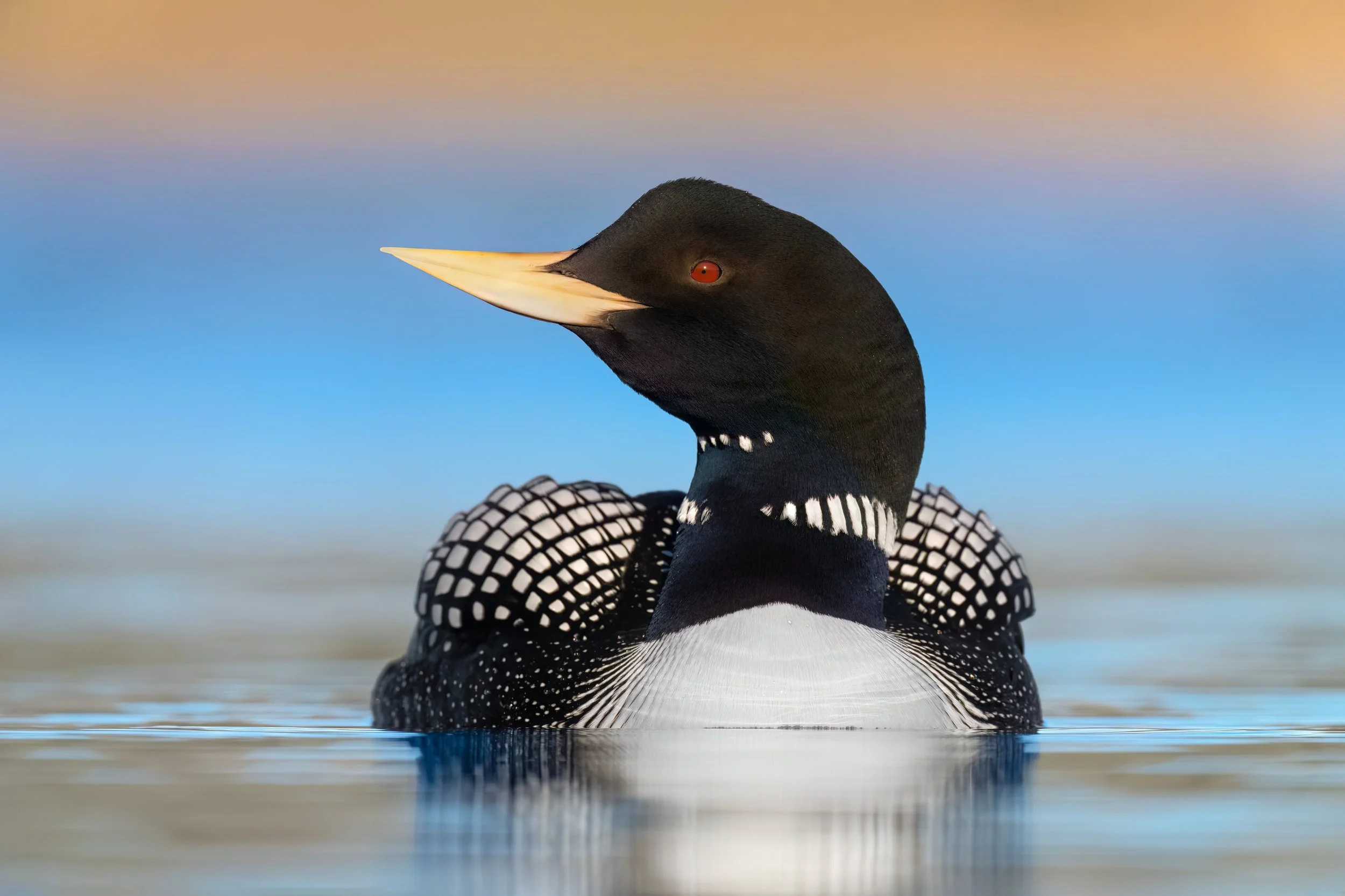Yellow-billed Loon