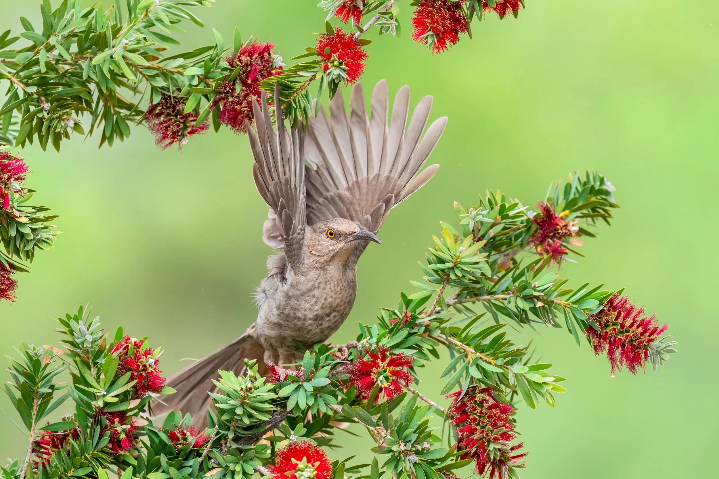 Curne-billed Thrasher