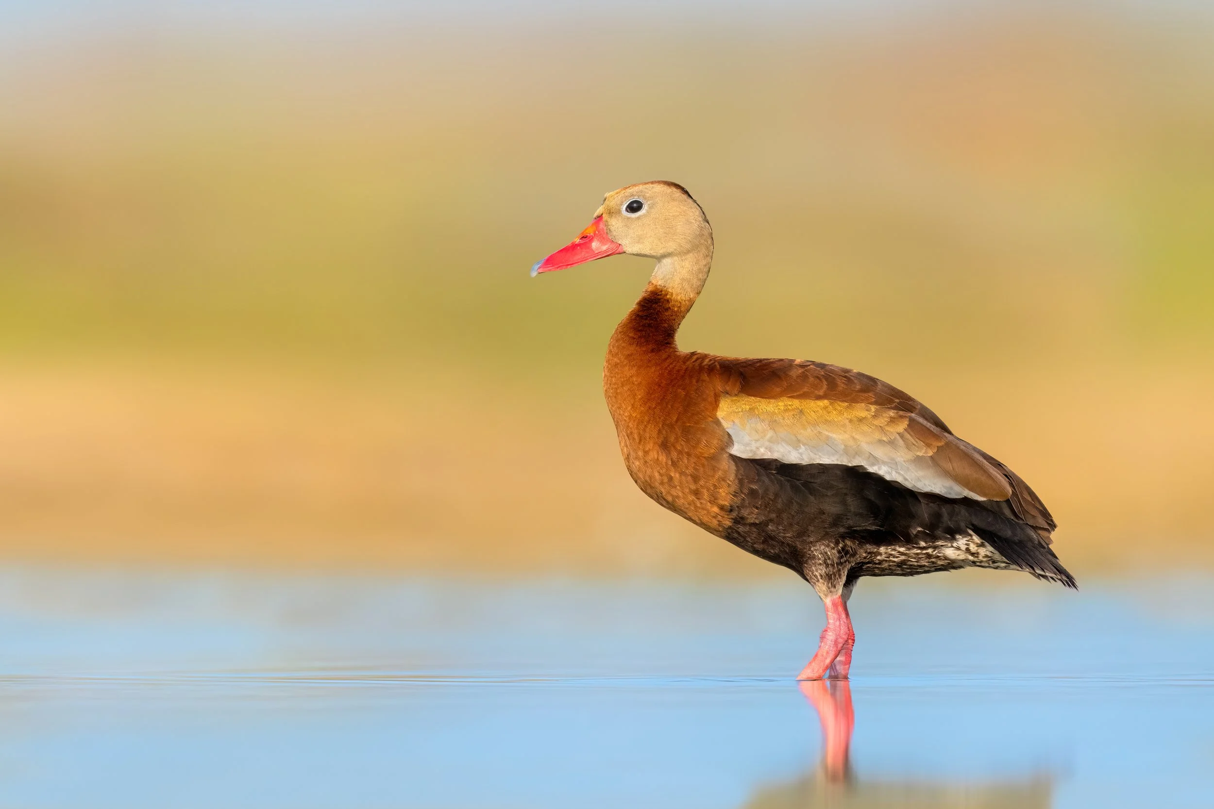 Black-bellied Whistling Duck