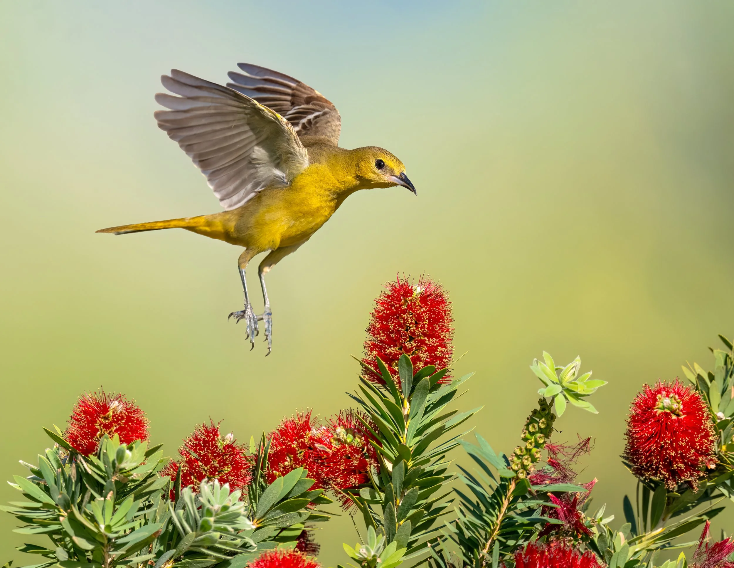 Hooded Oriole